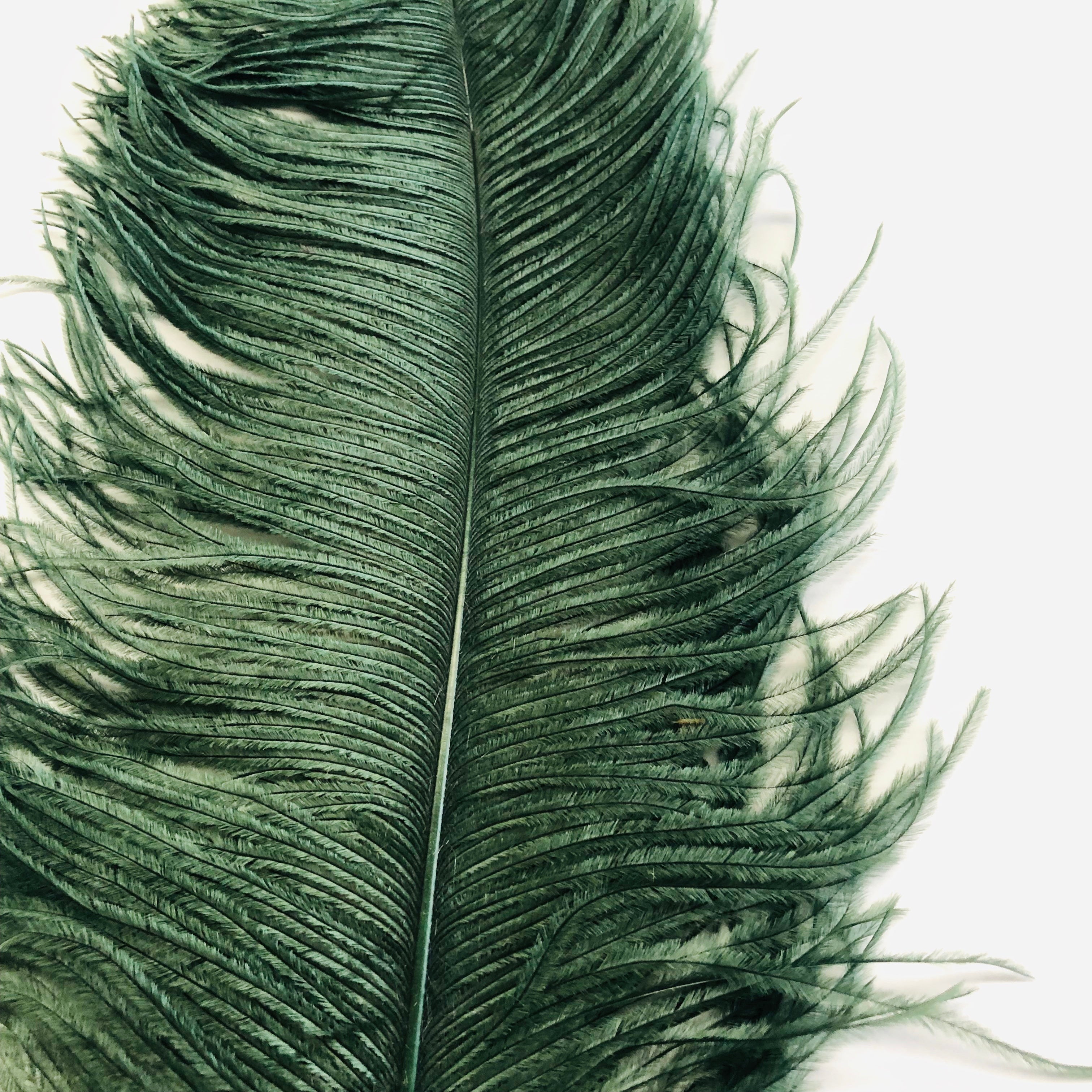 Ostrich Wing Feather Plumes 50-55cm (20-22") - Forest Green ((SECONDS))