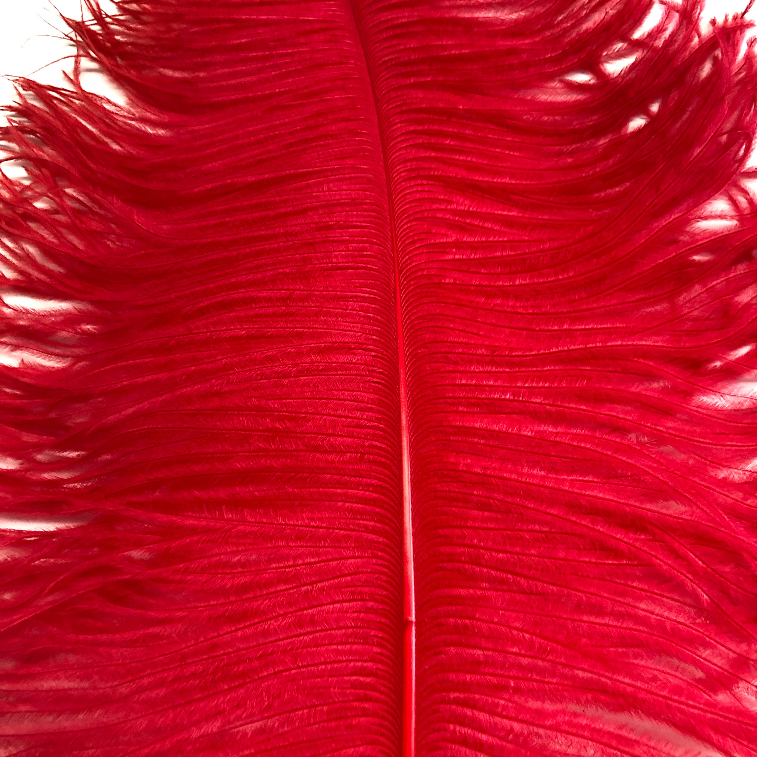 Ostrich Wing Feather Plumes 50-55cm (20-22") - Red