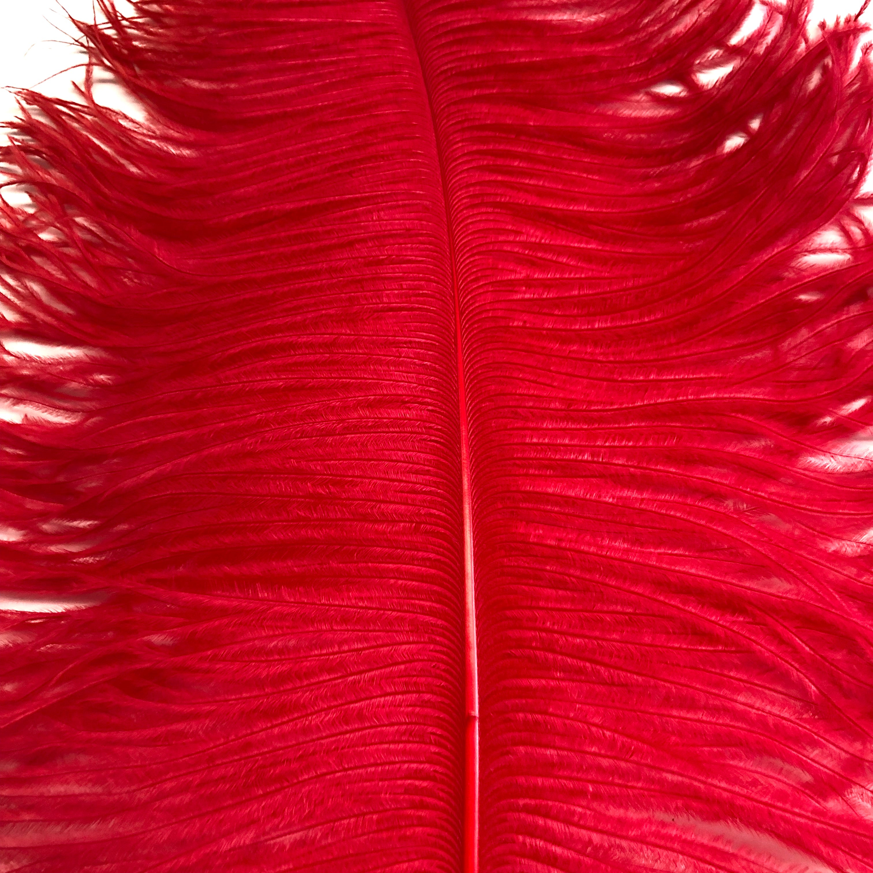 Ostrich Wing Feather Plumes 40-45cm (16-18") - Red