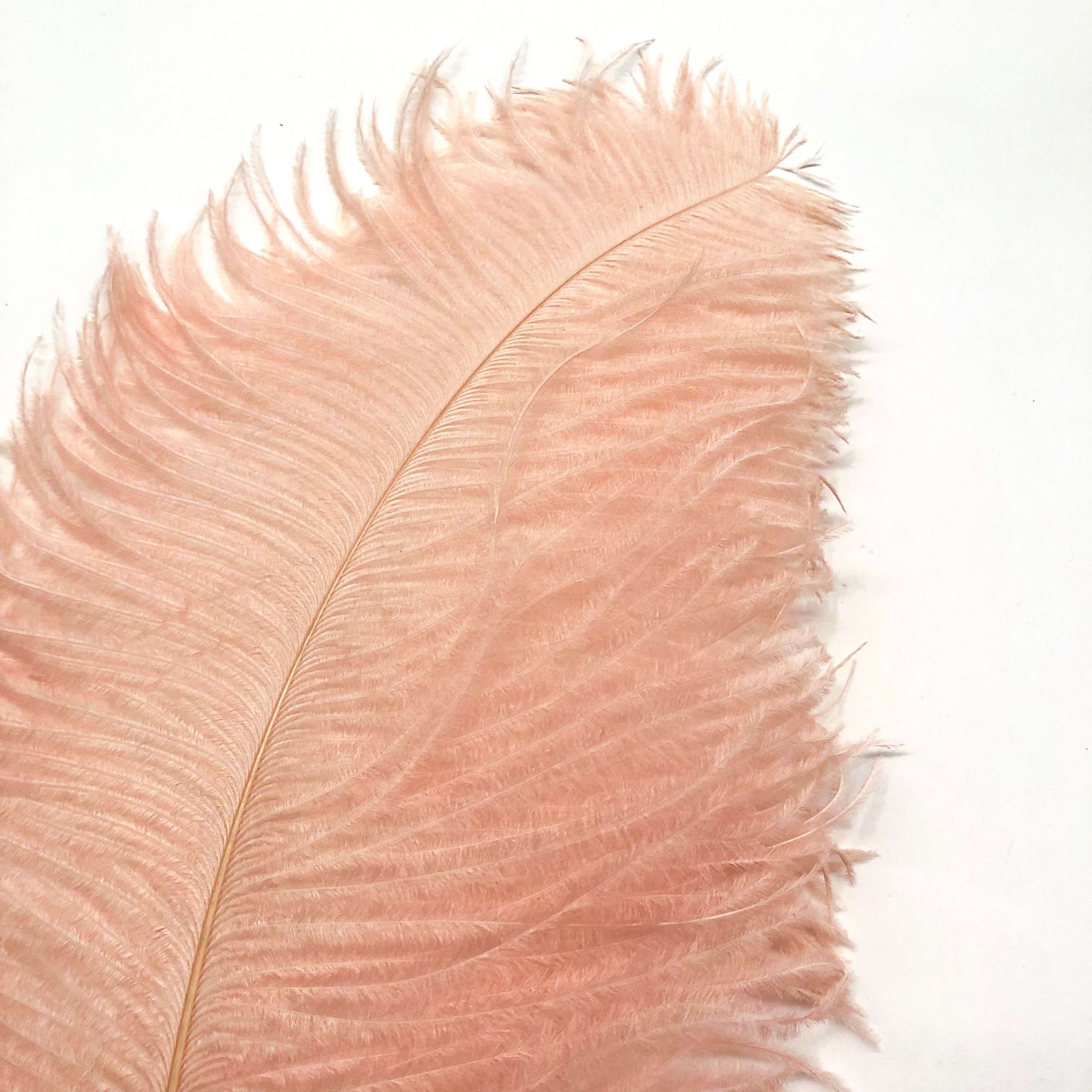 Ostrich Wing Feather Plumes 60-65cm (24-26") - Blush Pink