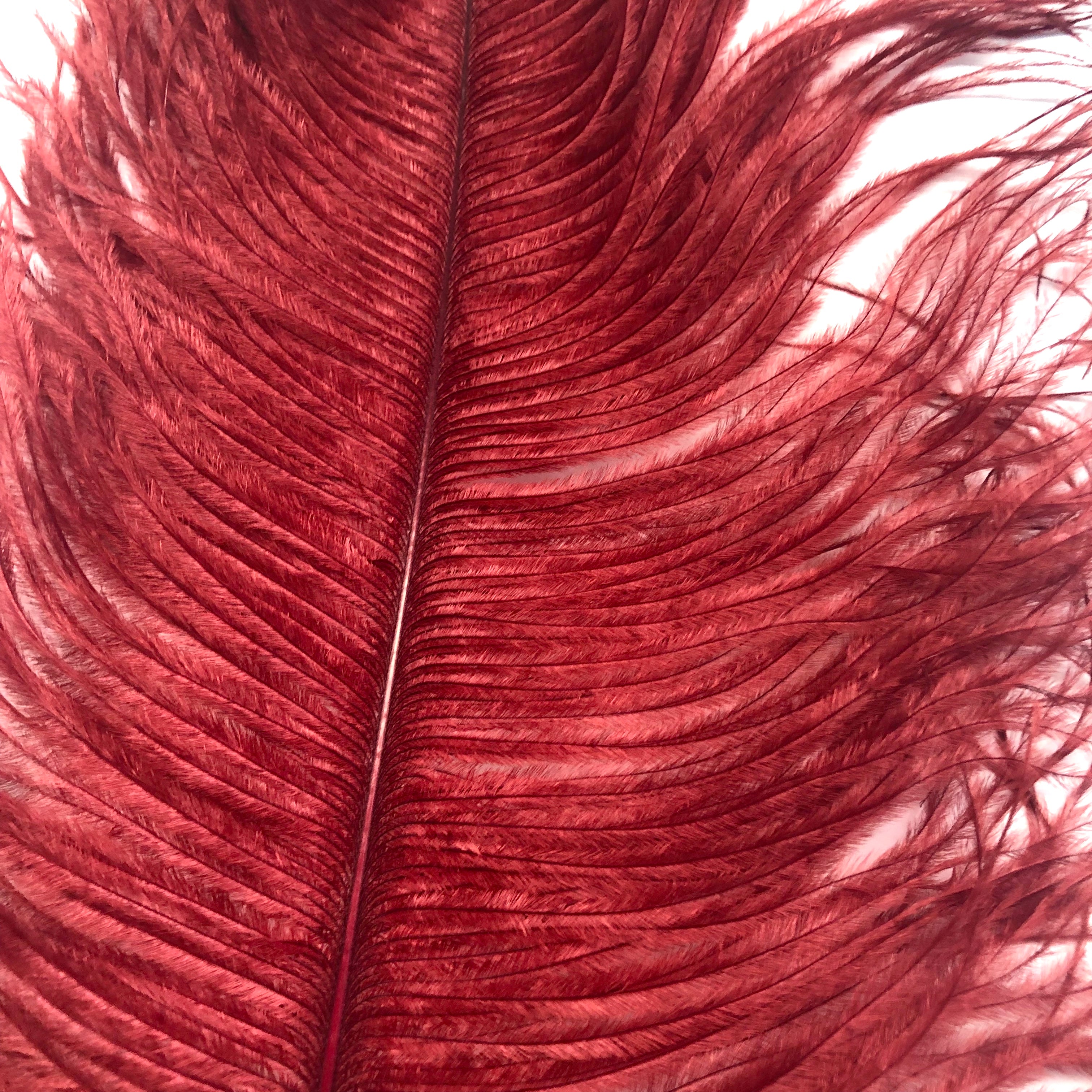 Ostrich Wing Feather Plumes 50-55cm (20-22") - Blood Red