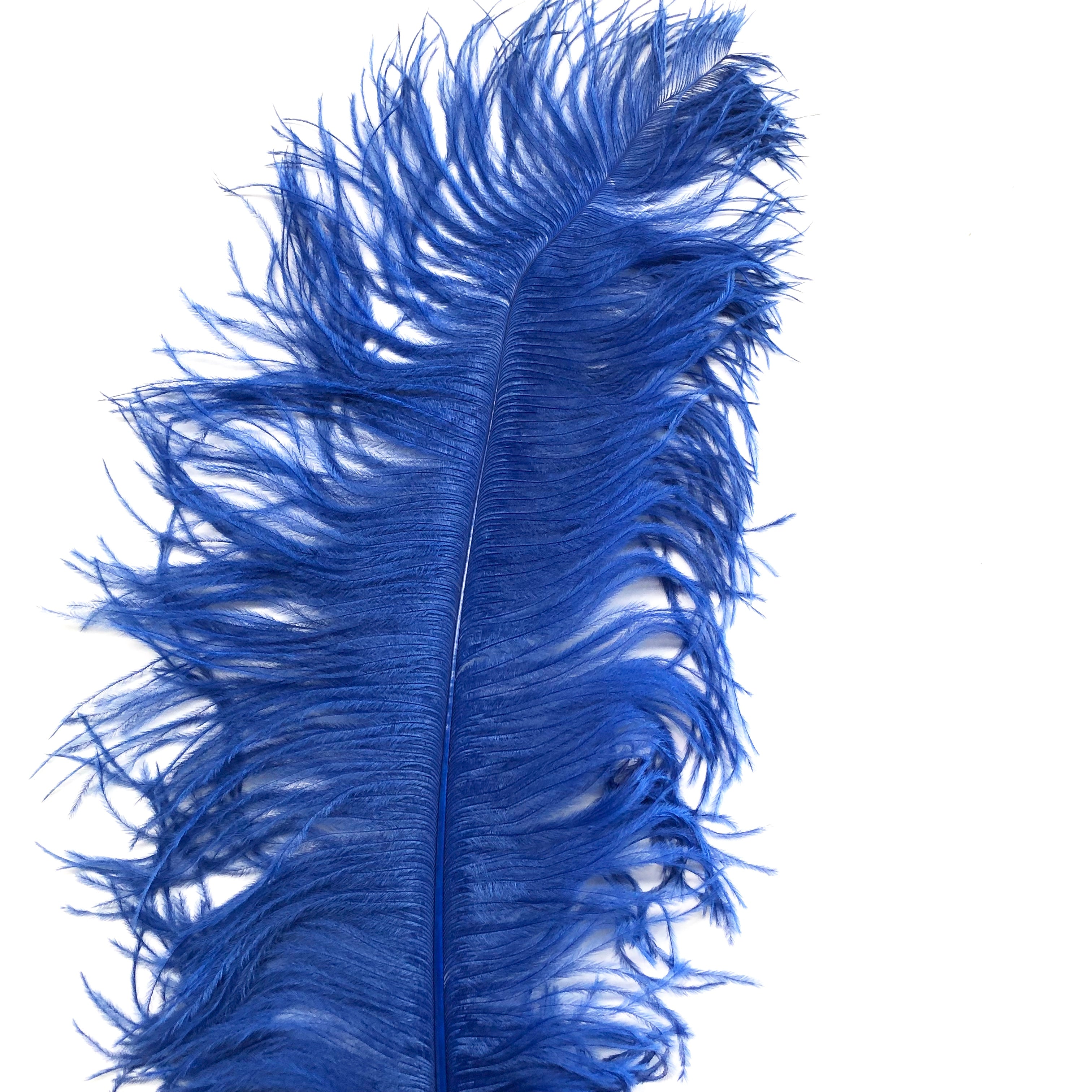 Ostrich Wing Feather Plumes 60-65cm (24-26") - Royal Blue ((SECONDS))