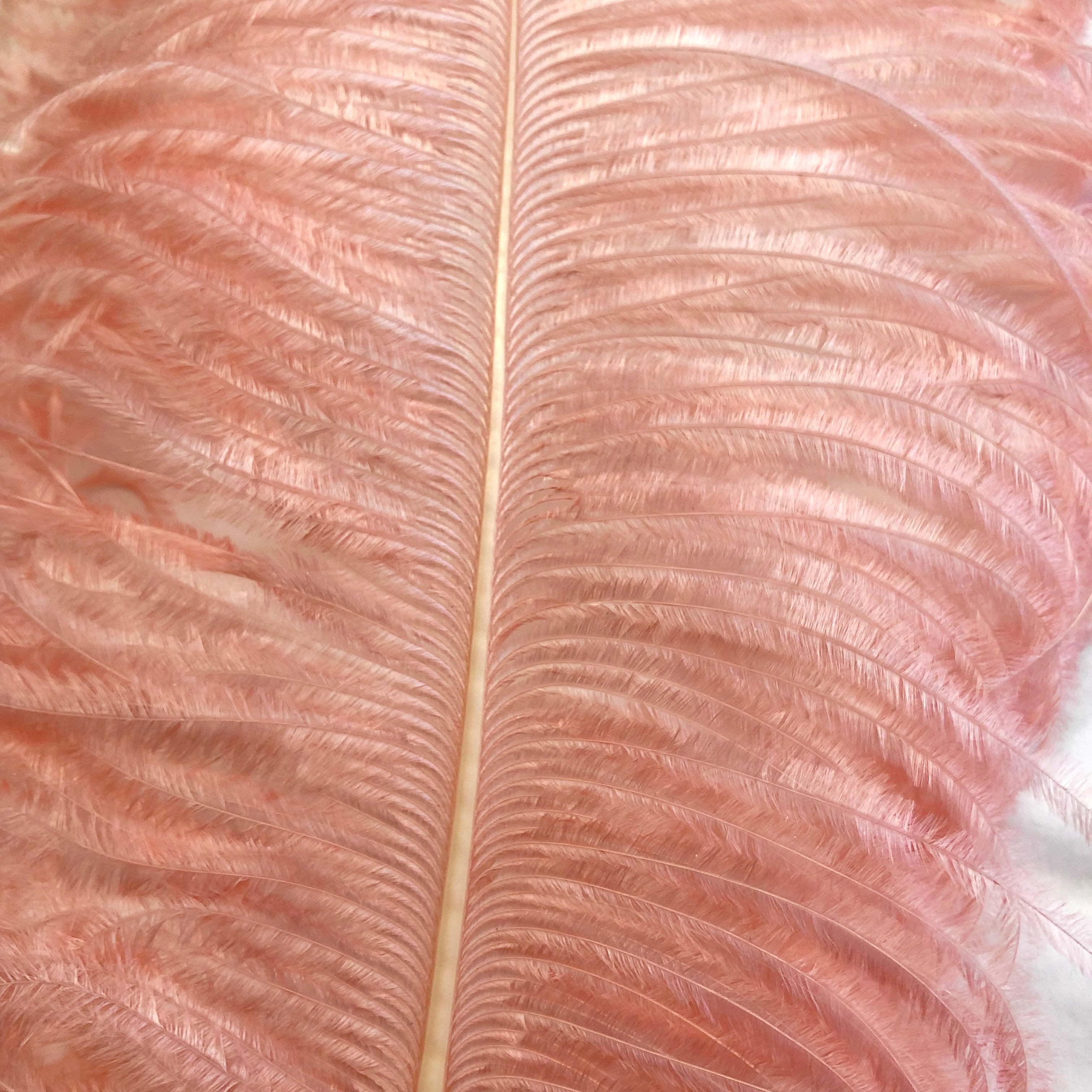 Ostrich Wing Feather Plumes 40-45cm (16-18") - Blush Pink