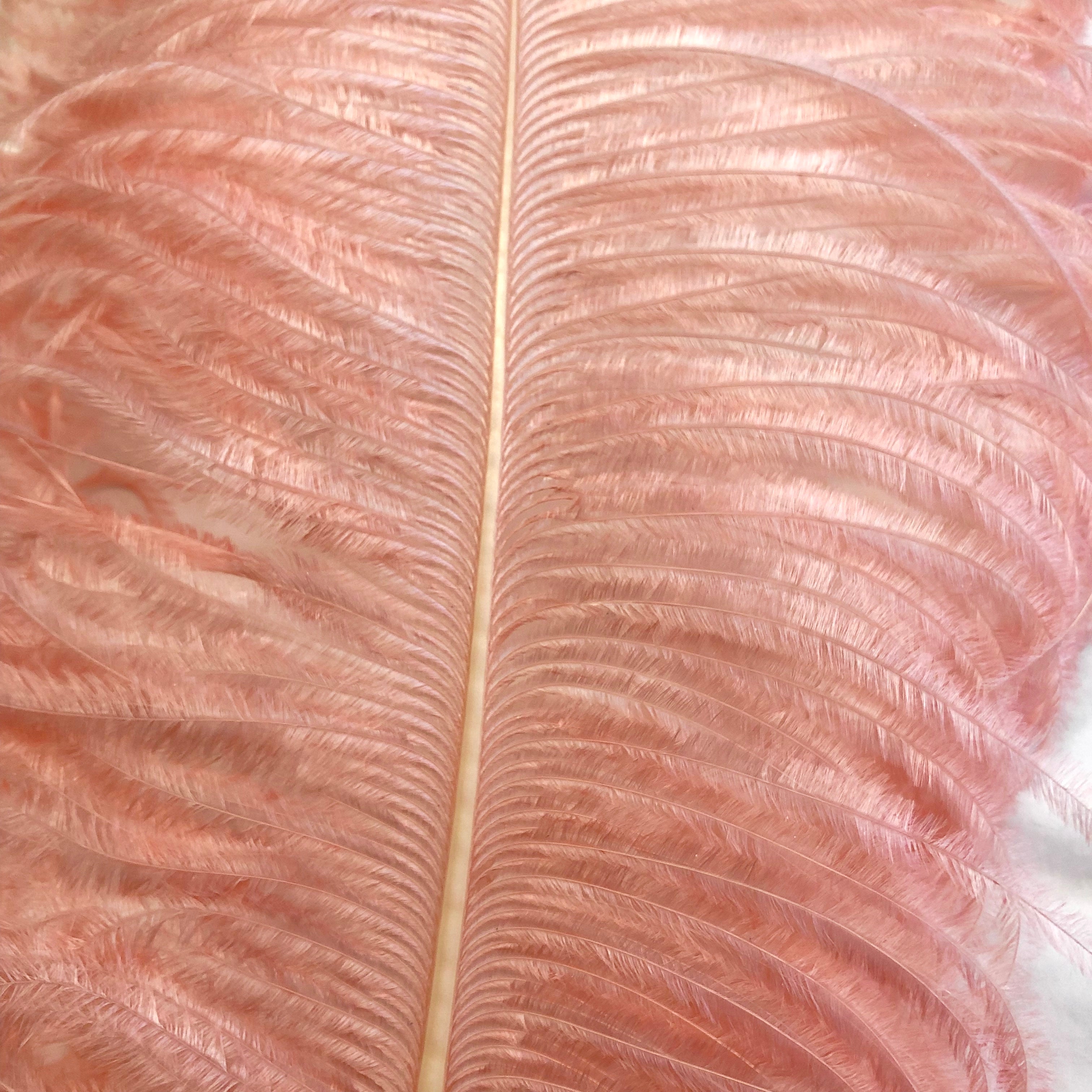 Ostrich Wing Feather Plumes 60-65cm (24-26") - Blush Pink ((SECONDS))