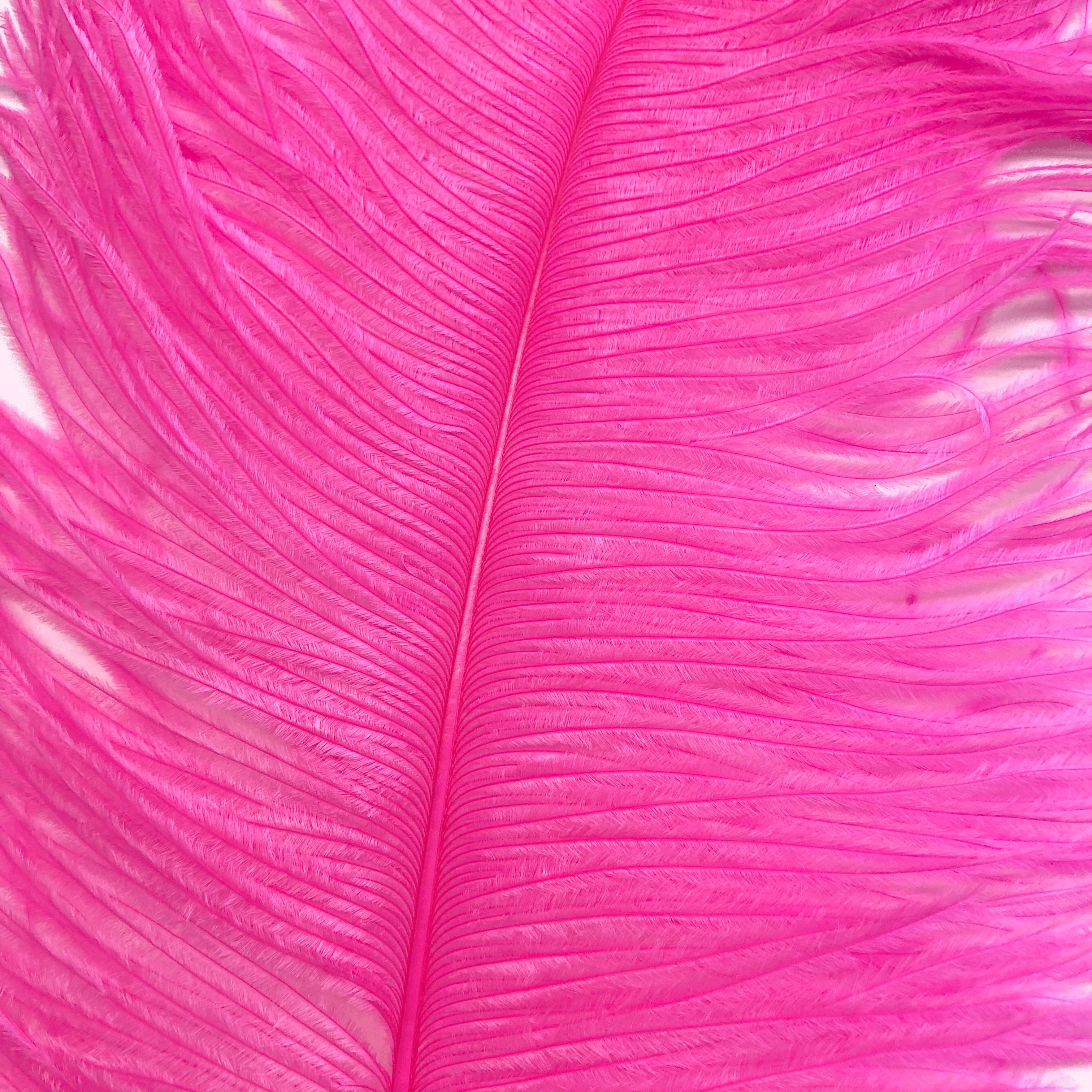Ostrich Wing Feather Plumes 60-65cm (24-26") - Hot Pink