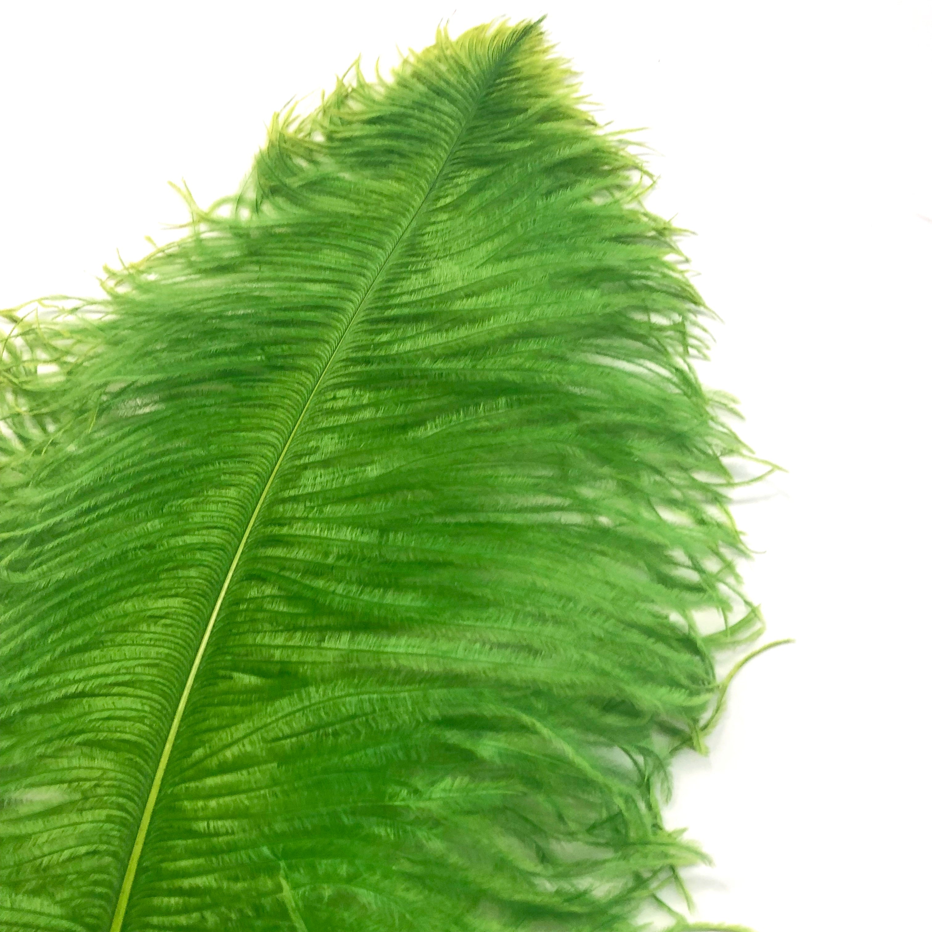 Ostrich Wing Feather Plumes 40-45cm (16-18") - Lime Green