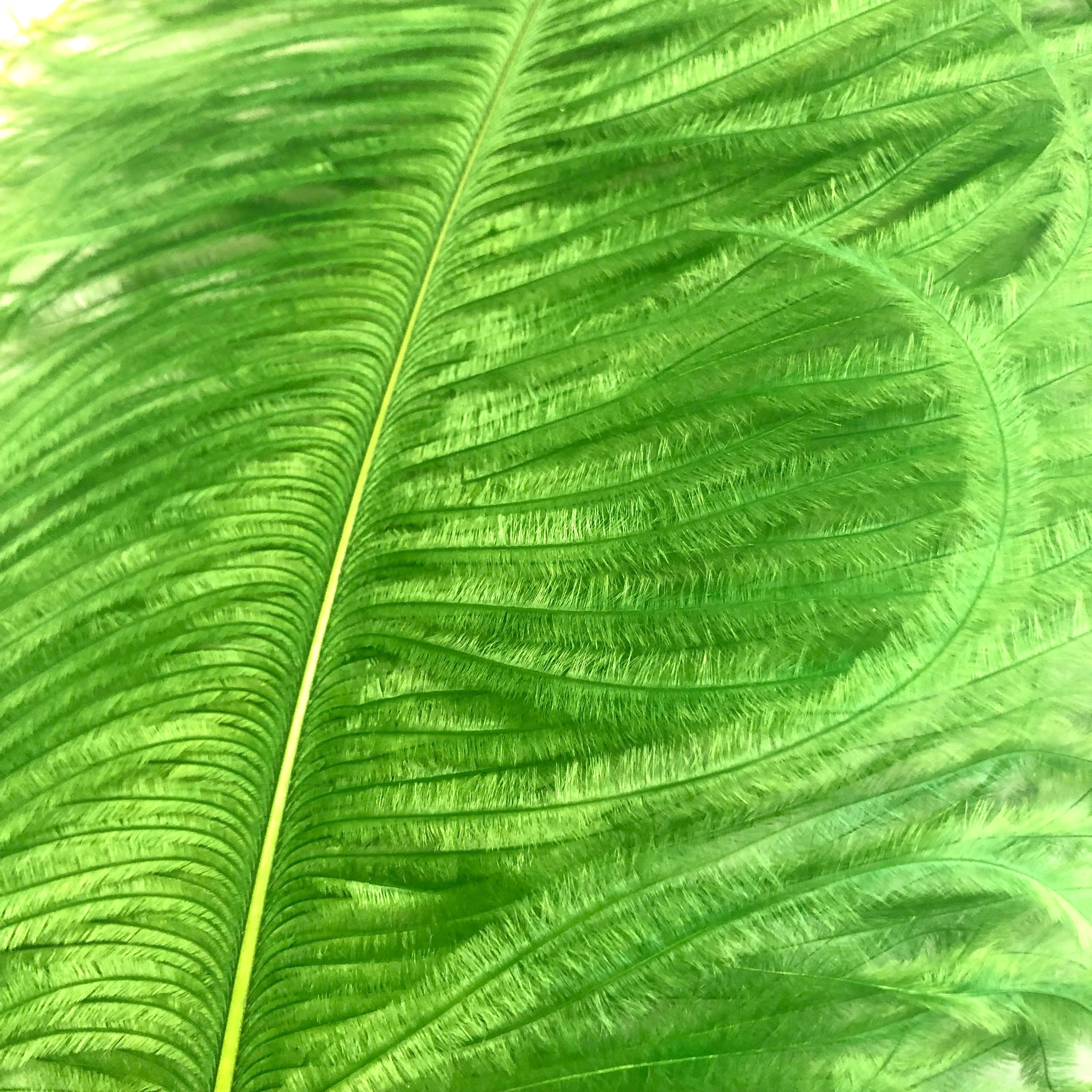 Ostrich Wing Feather Plumes 40-45cm (16-18") - Lime Green