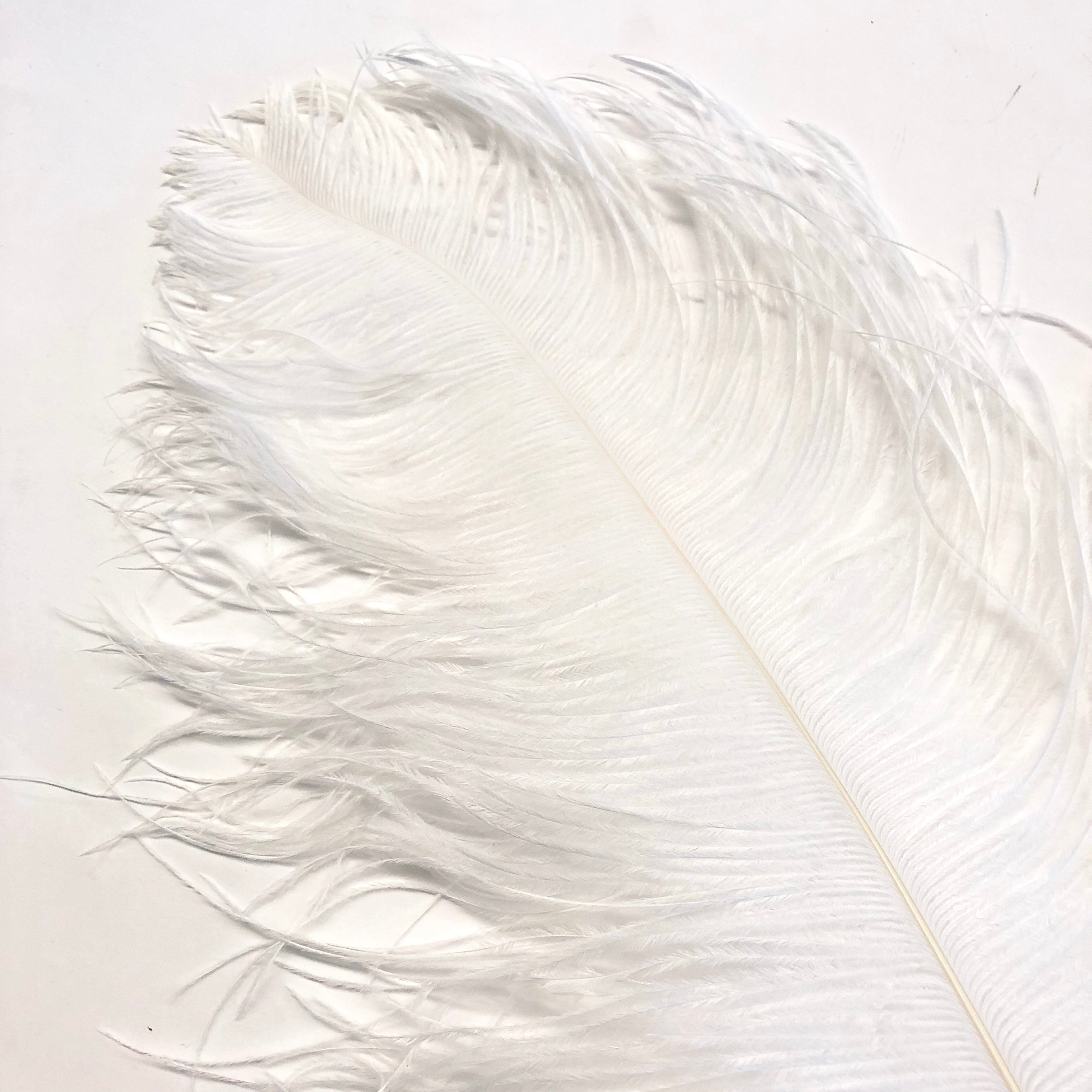 Ostrich Wing Feather Plumes 60-65cm (24-26") - White ((SECONDS))