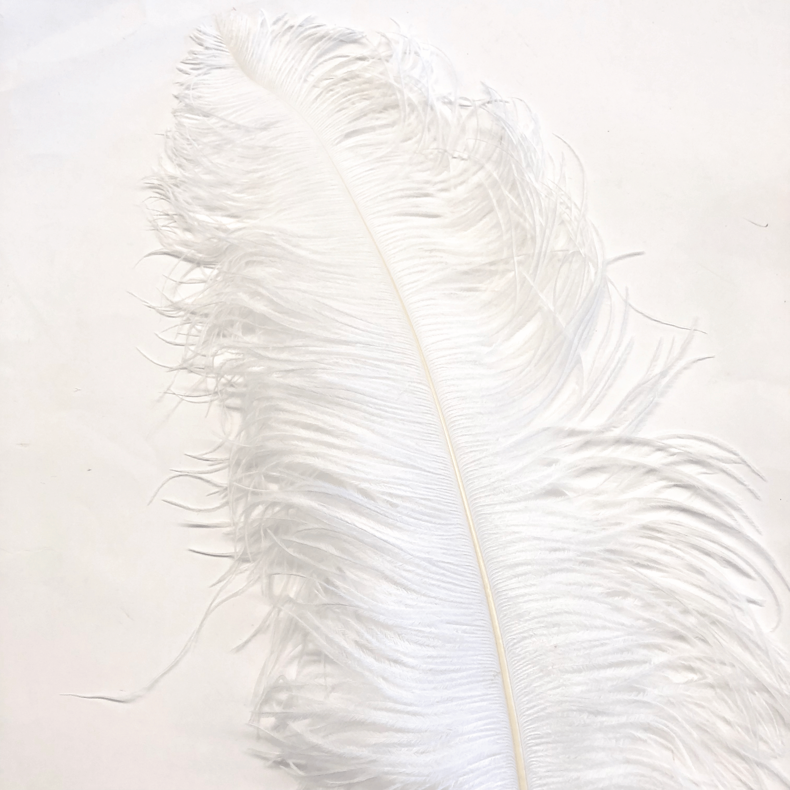 Ostrich Wing Feather Plumes 30-35cm (12-14") - White ((SECONDS))