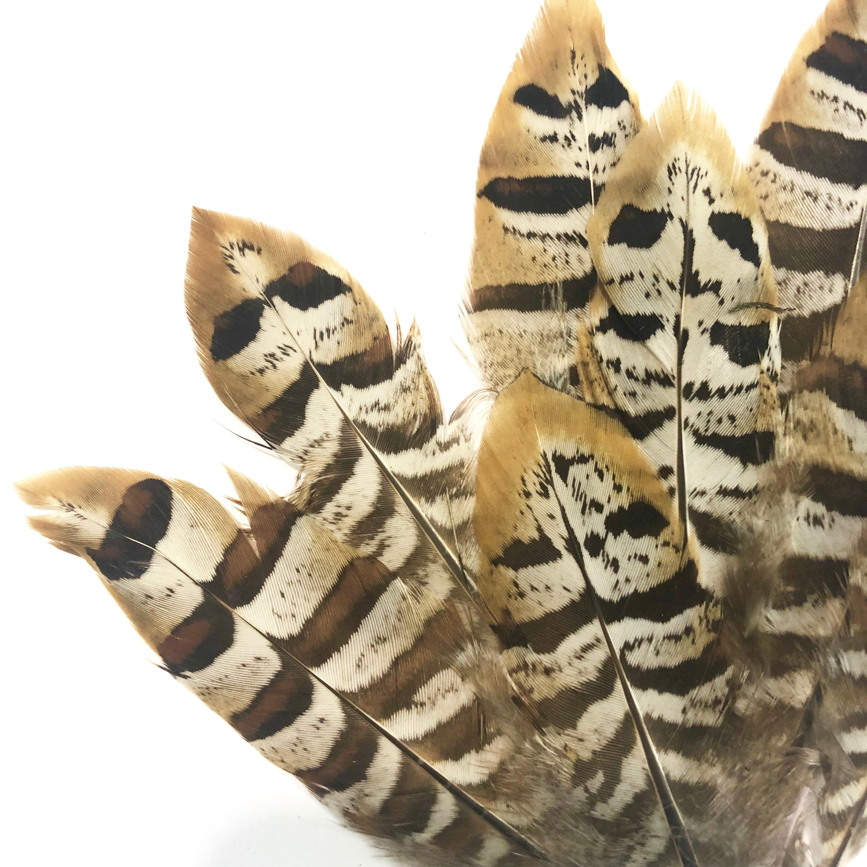 Natural Mini Reeves Pheasant Feather 10-15cm x 10 pcs