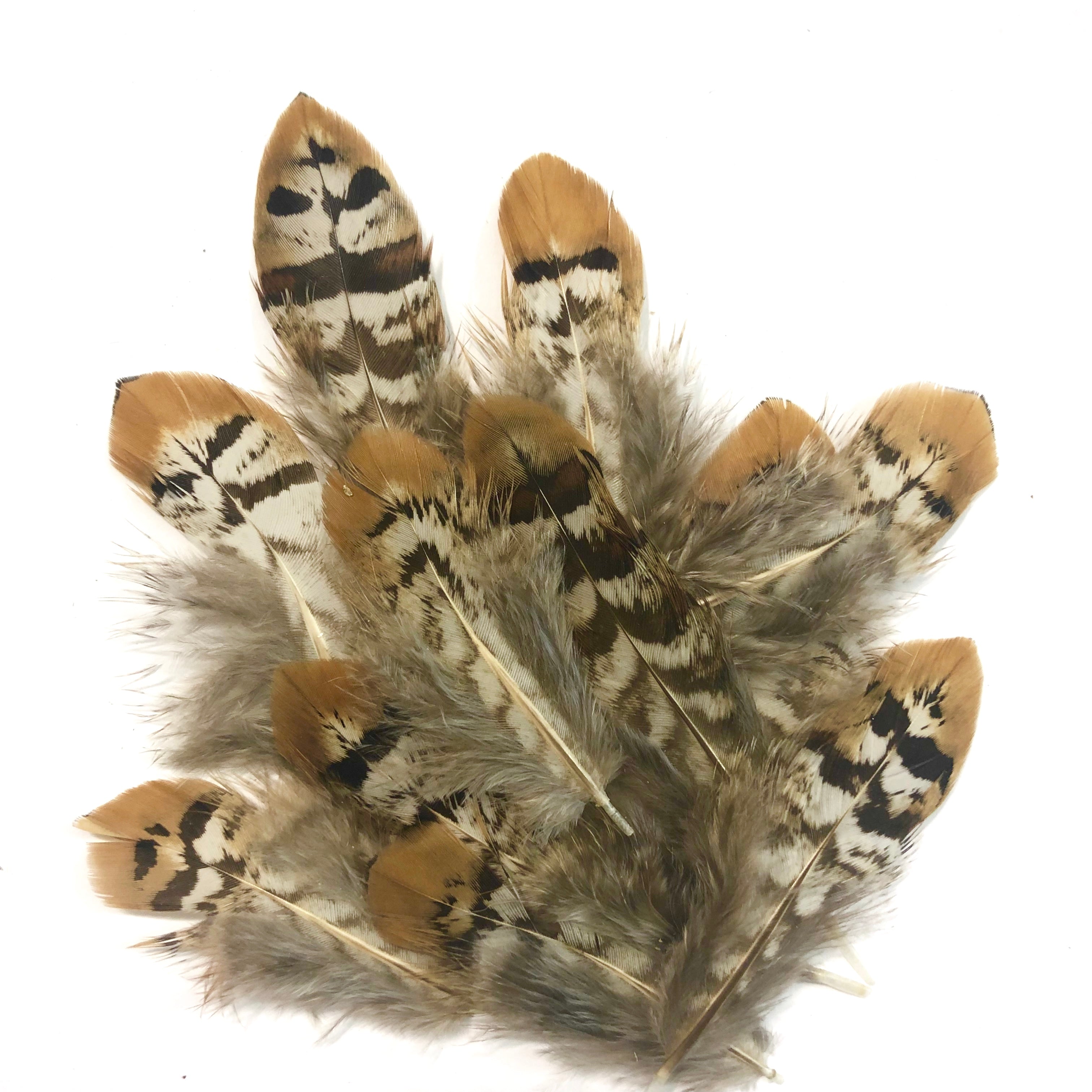 Natural Reeves Pheasant Plumage Feathers x 10pcs