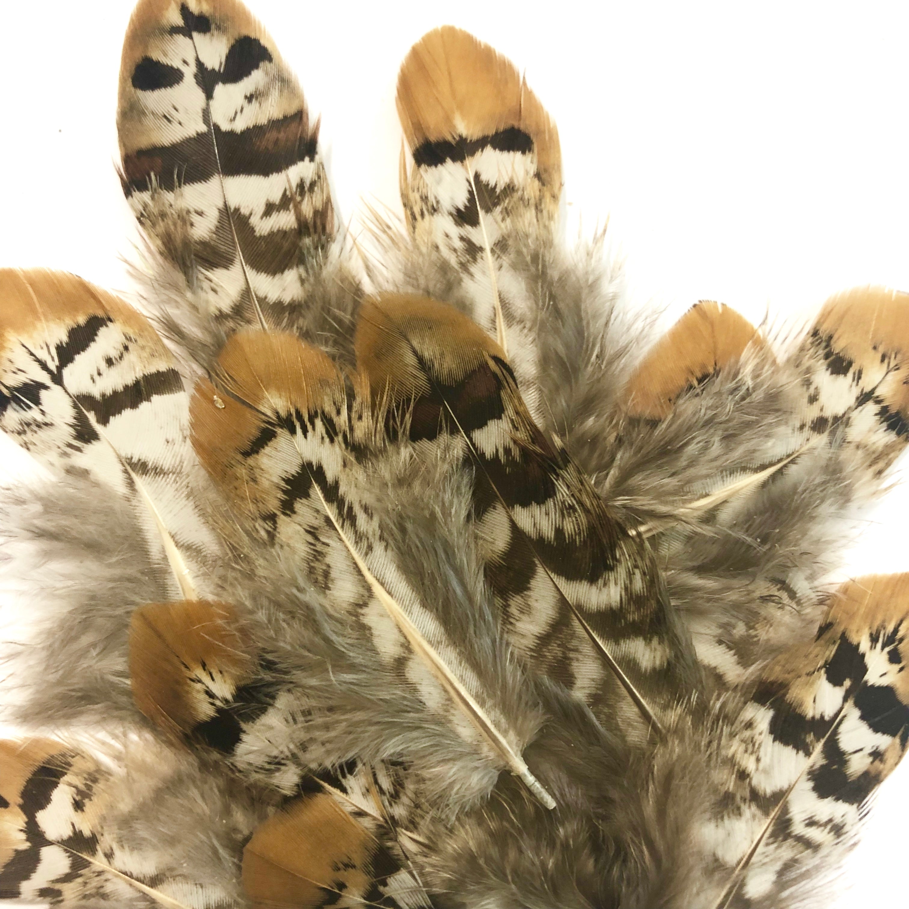 Natural Reeves Pheasant Plumage Feathers x 10pcs