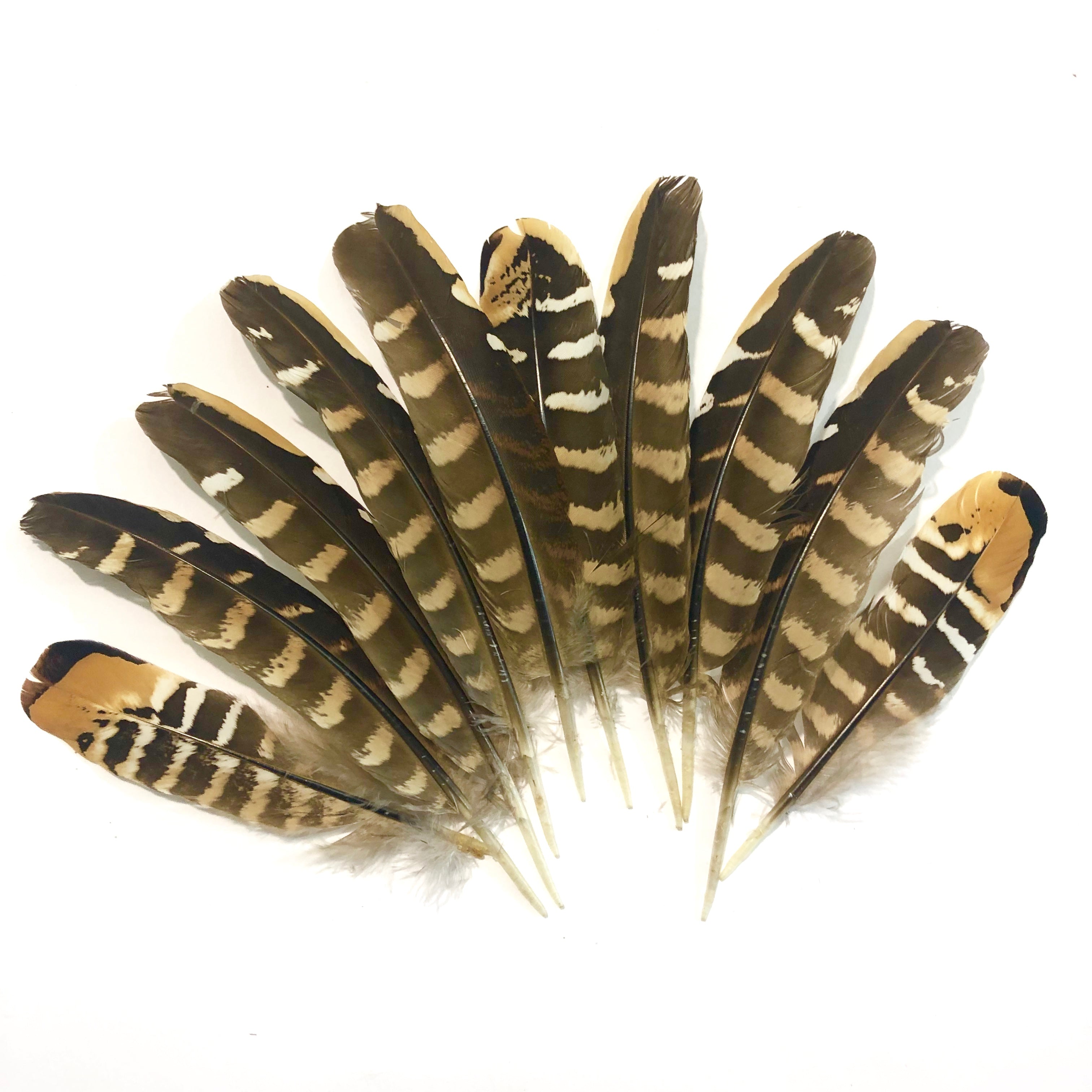 Natural Reeves Pheasant Wing Feather  x 10 pcs