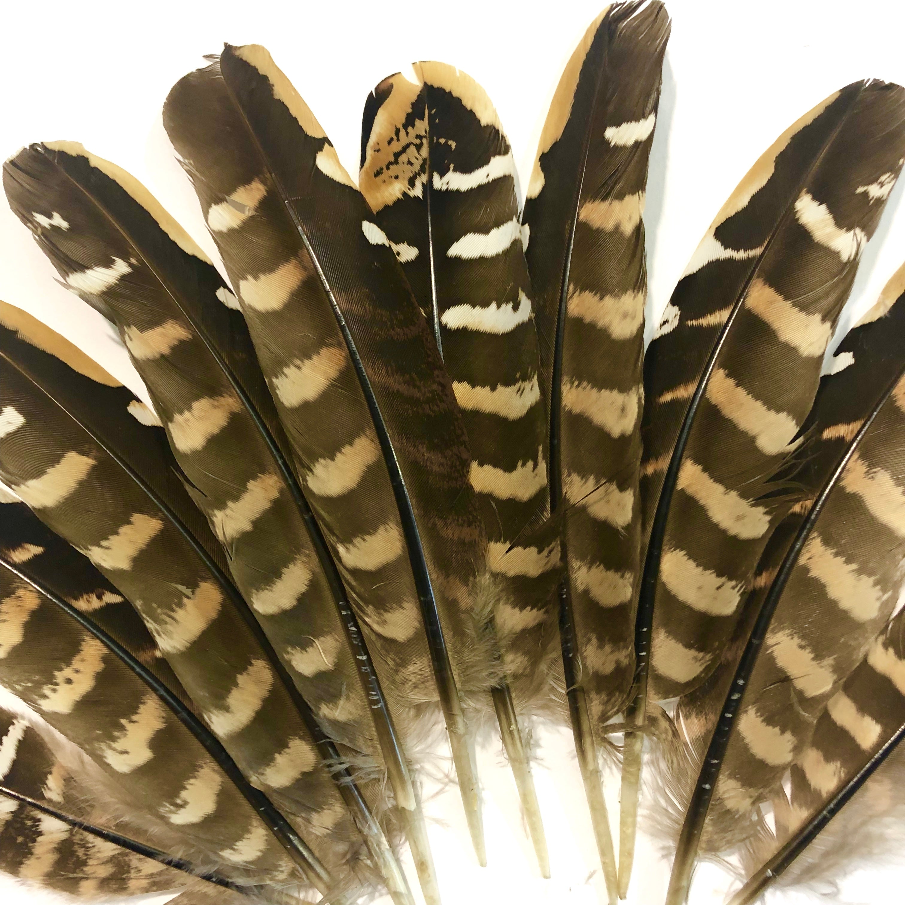 Natural Reeves Pheasant Wing Feather  x 10 pcs