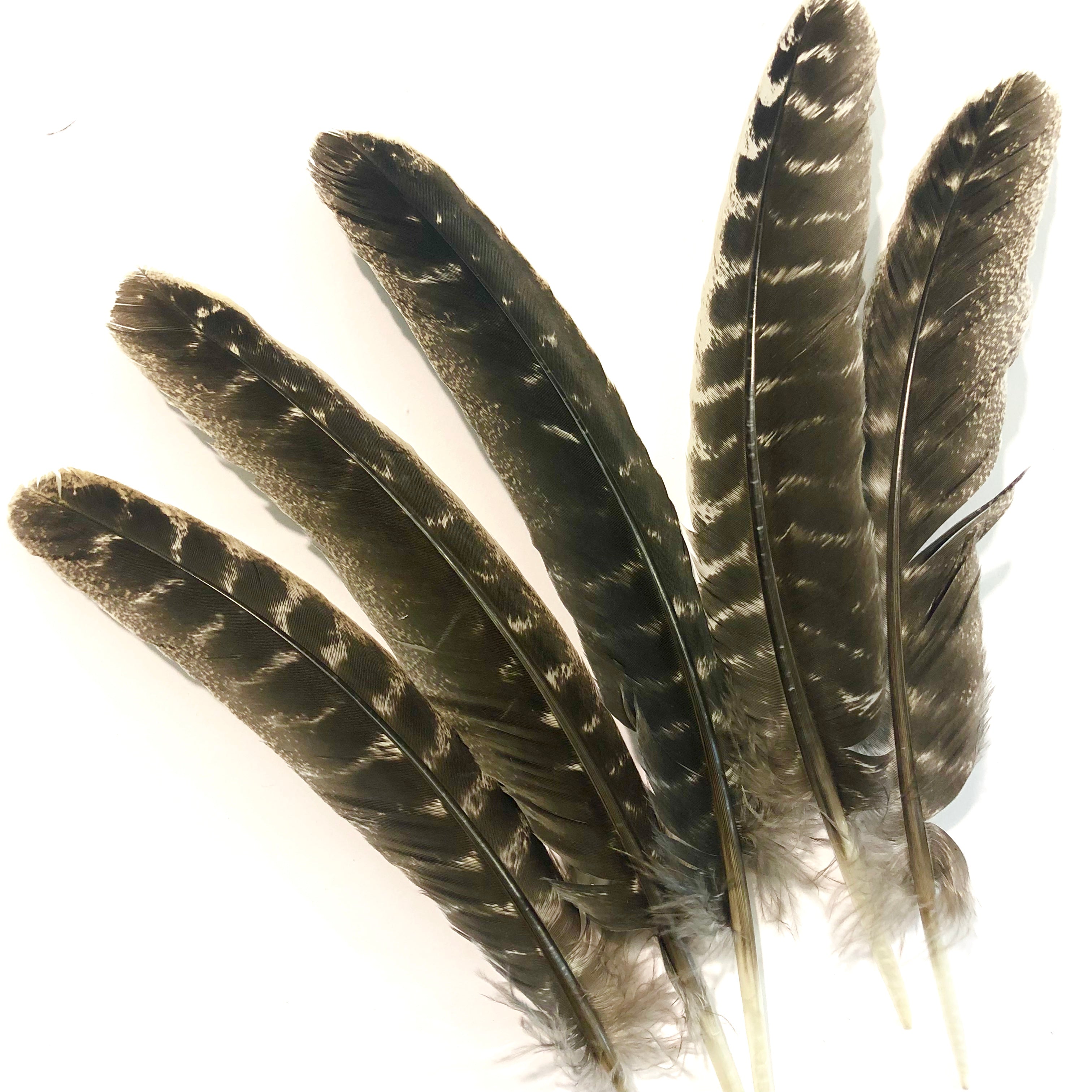 Barred Natural Turkey Wing Quill  Feather Right