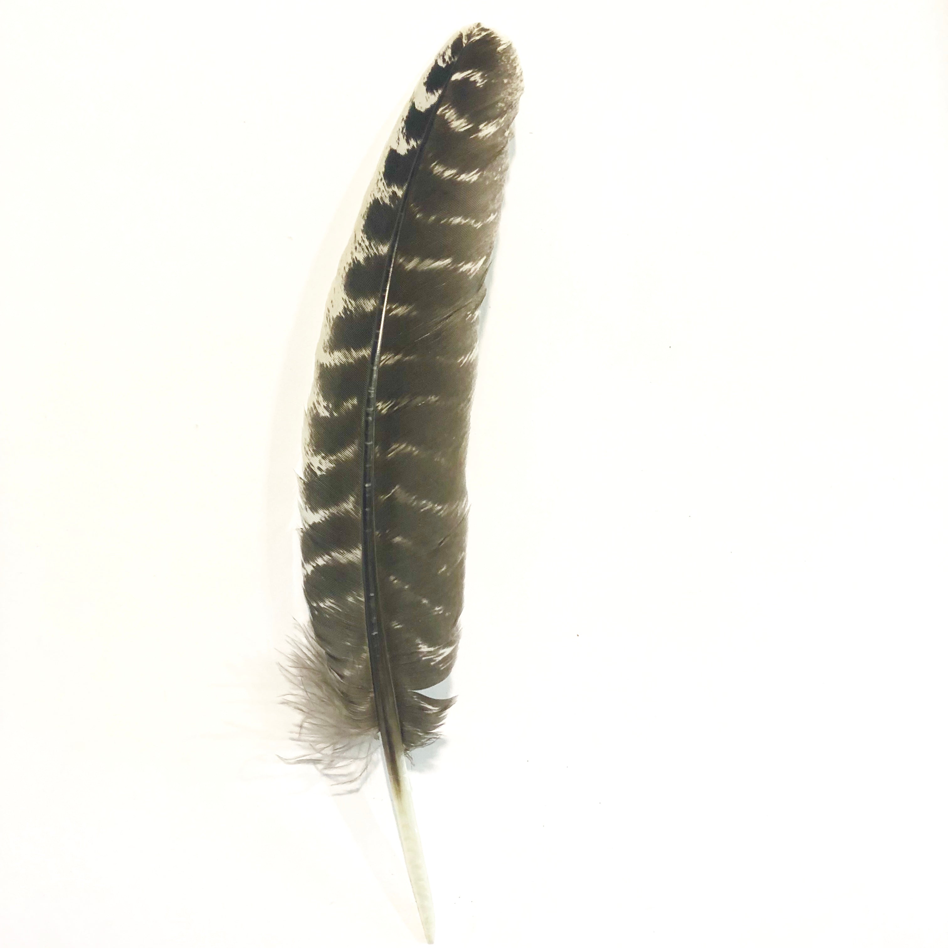 Barred Natural Turkey Wing Quill  Feather Right