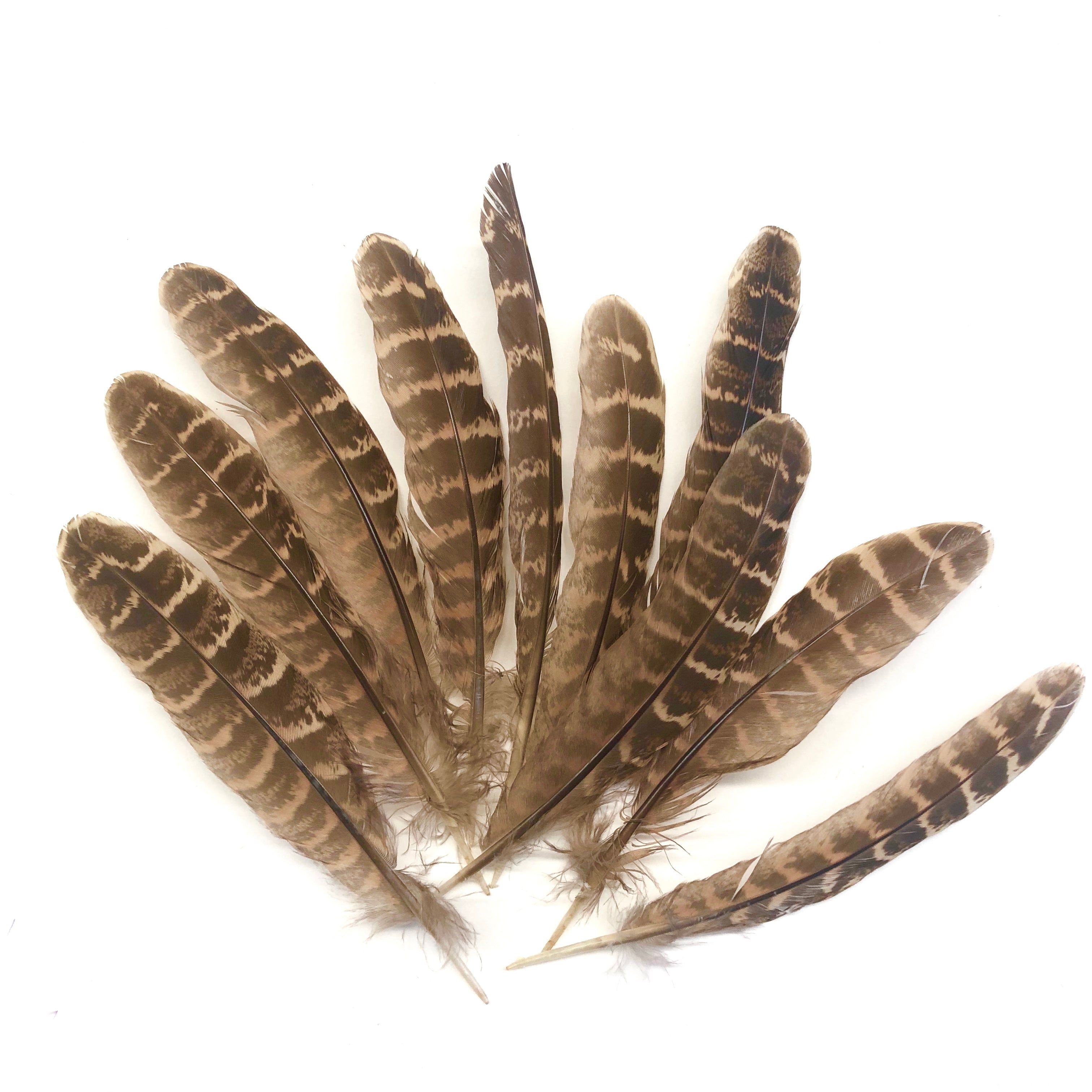 Natural Female Ringneck Pheasant Tail Feathers x 10pcs - ( Style 1 )
