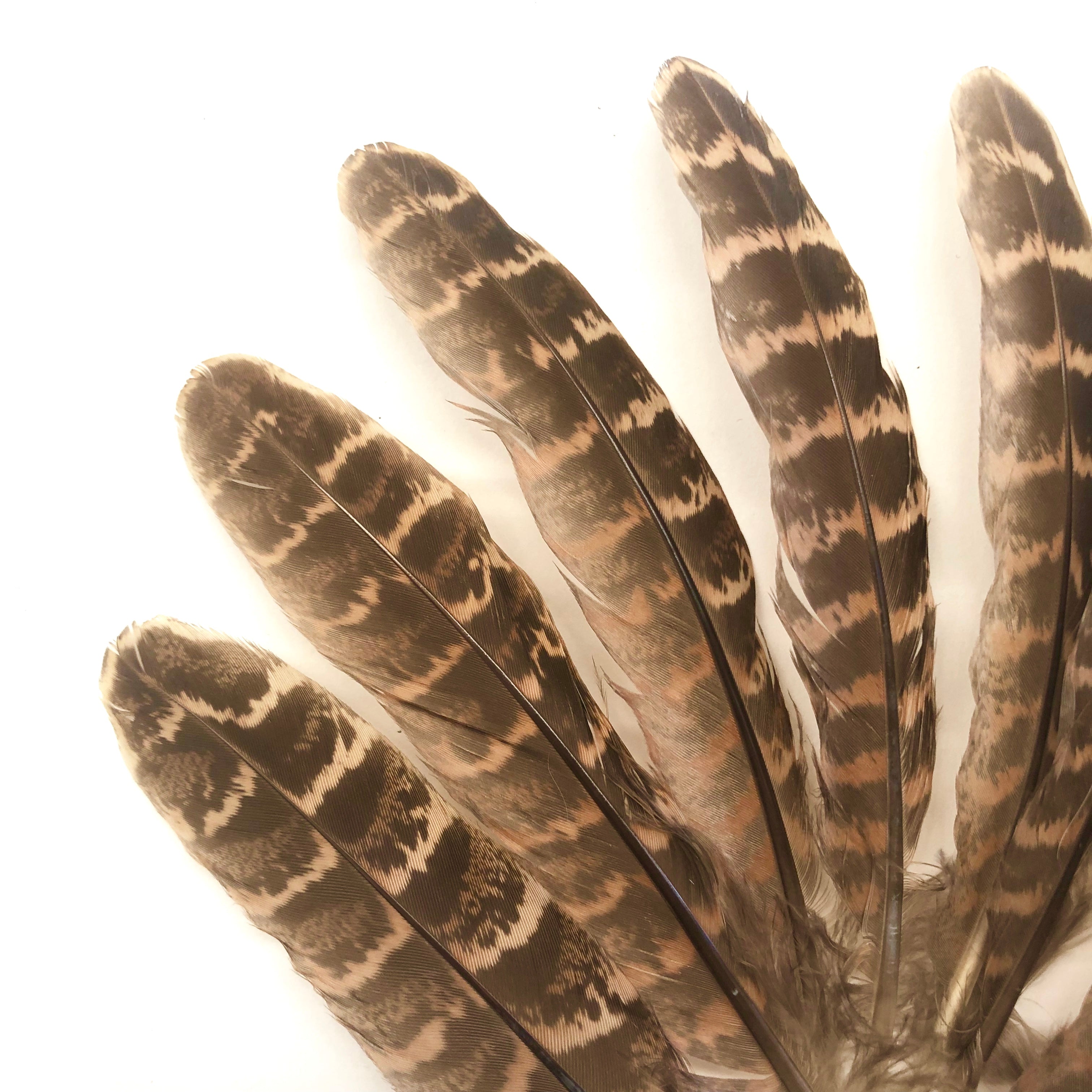 Natural Female Ringneck Pheasant Tail Feathers x 10pcs - ( Style 1 )