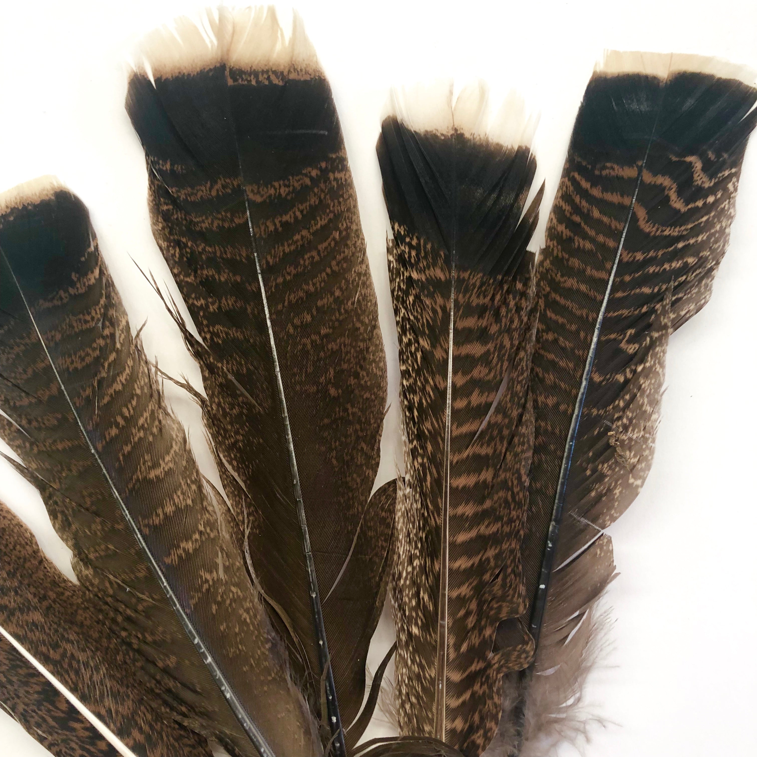 Bronze Natural Turkey Tail Feather 25-35cm