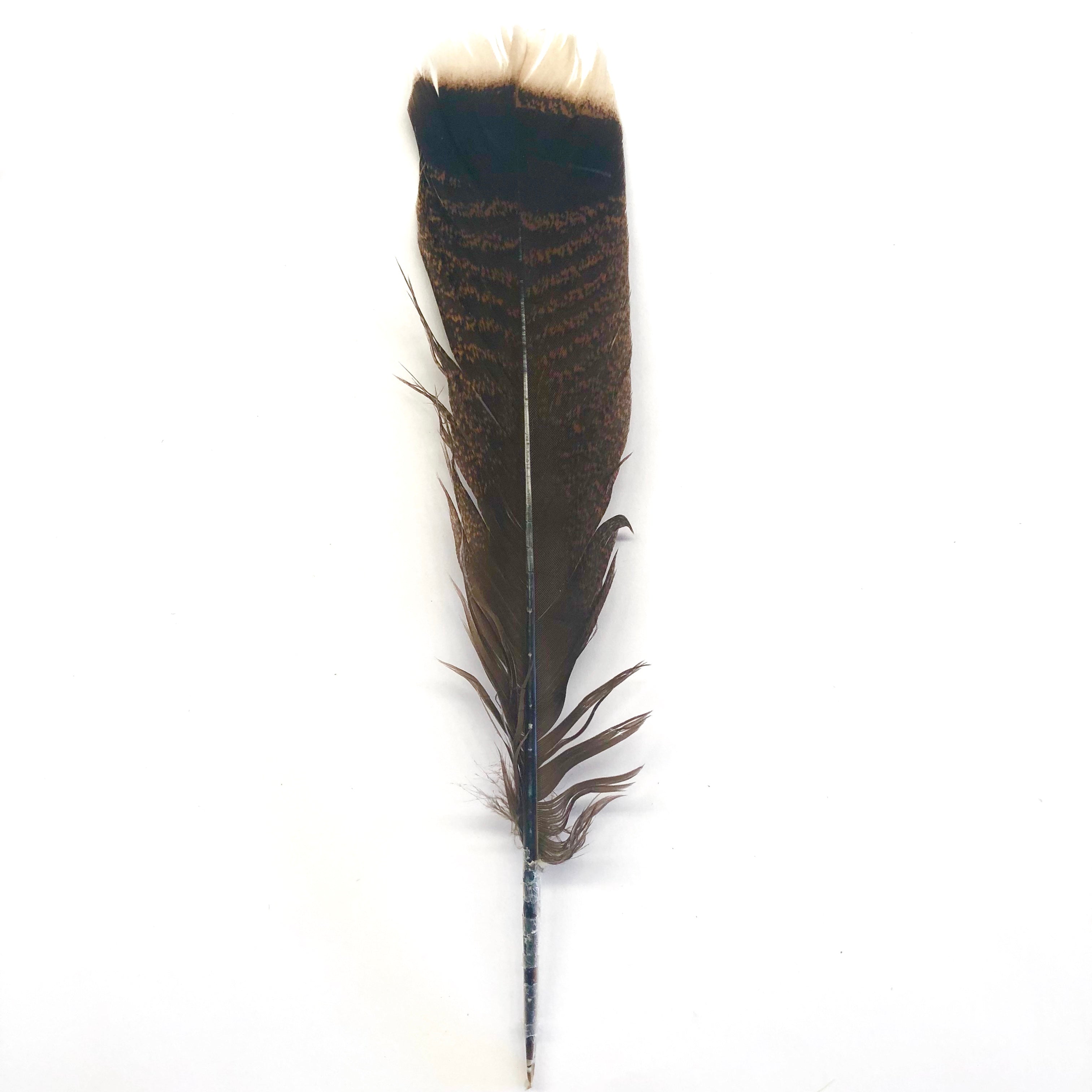 Bronze Natural Turkey Tail Feather 25-35cm