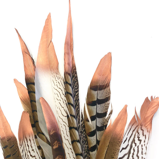 Natural Pheasant Feathers Assorted - Metallic Copper Tipped x 10 ...