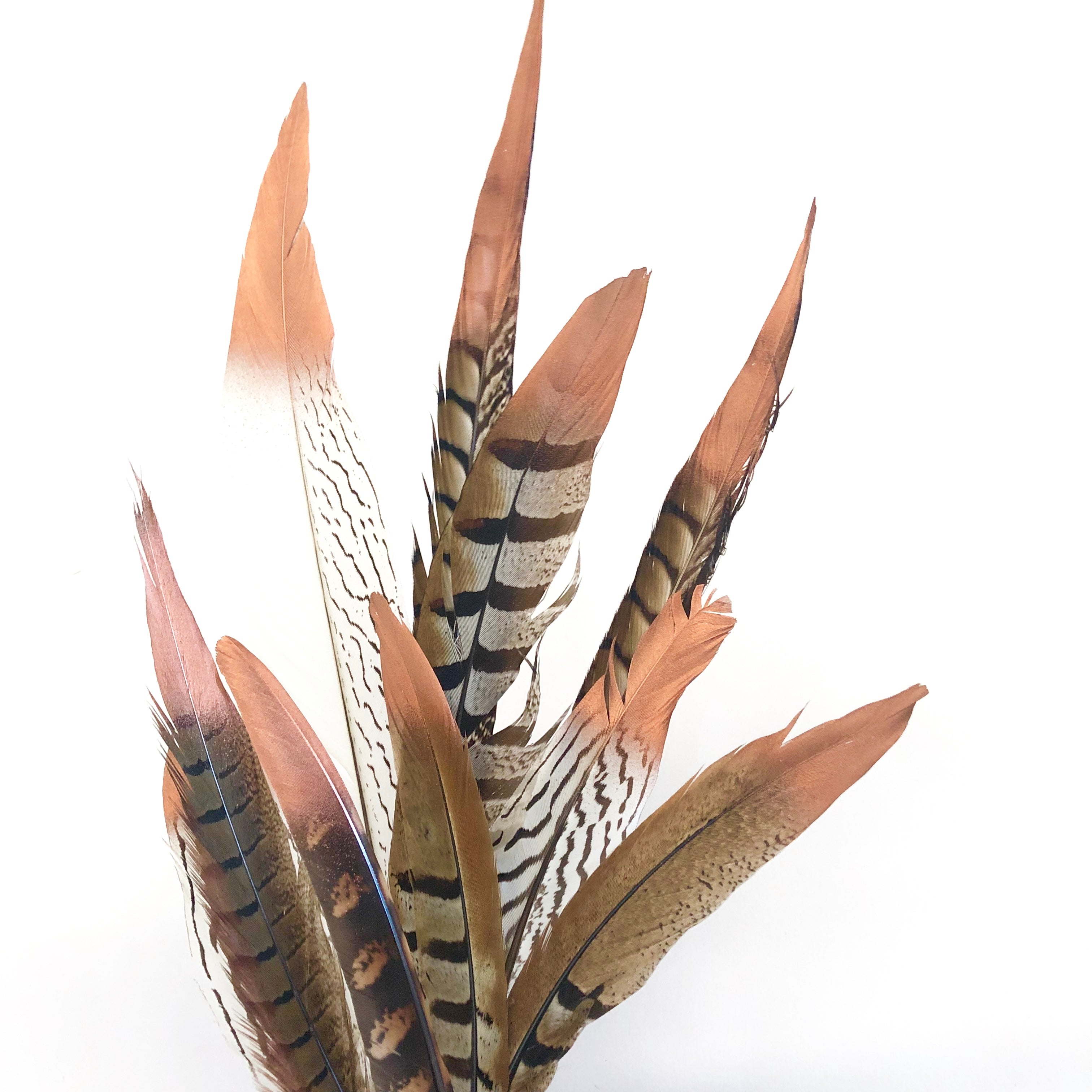 Natural Pheasant Feathers Assorted - Metallic Copper Tipped x 10