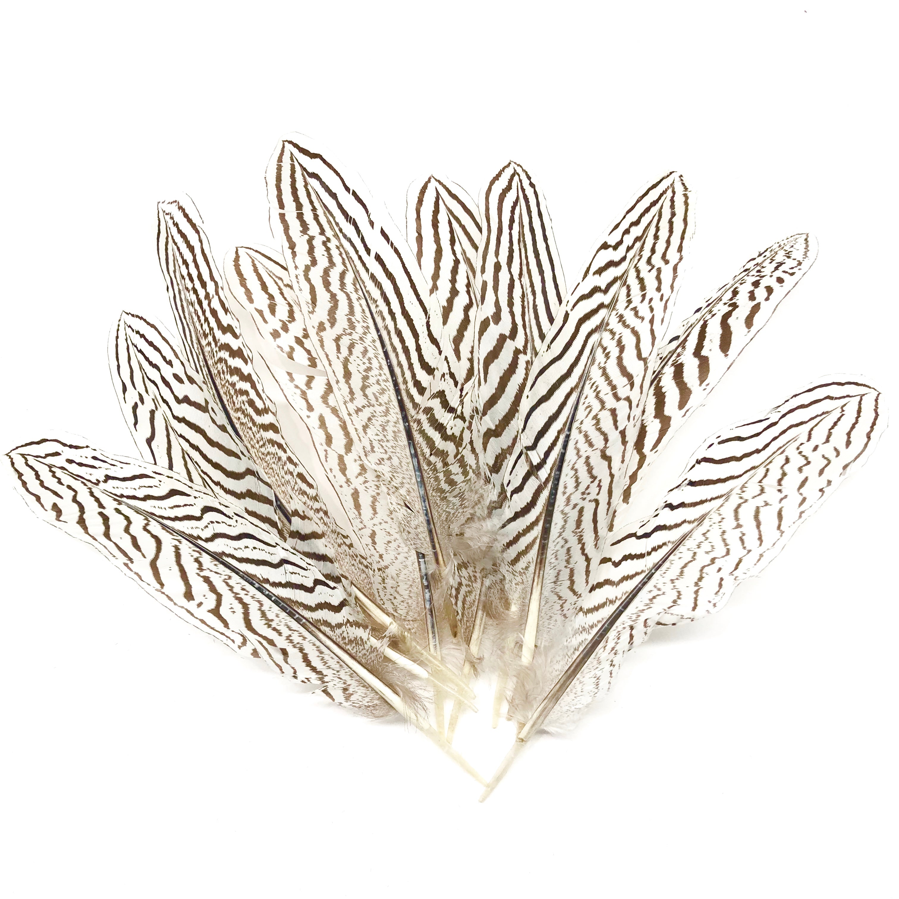 Natural 6 to 10" Silver Pheasant Amond Tail Feathers x 10 pcs