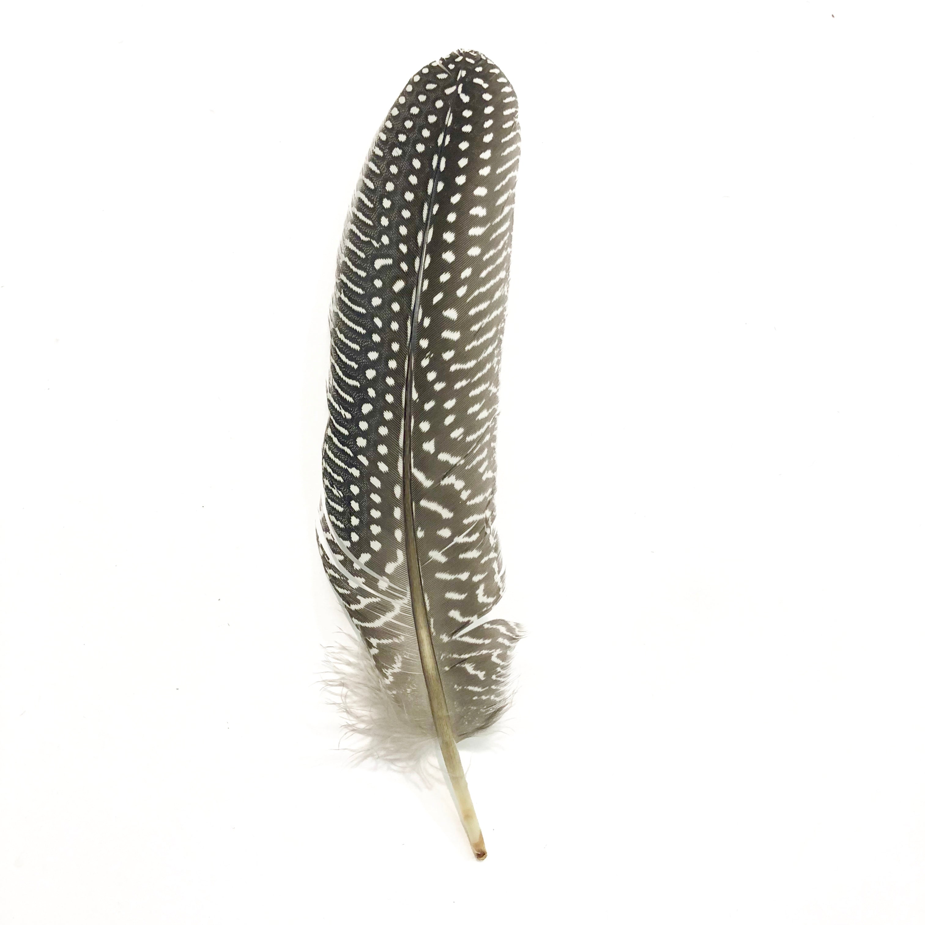 Natural Guinea Fowl Wing Feathers x 10 pcs