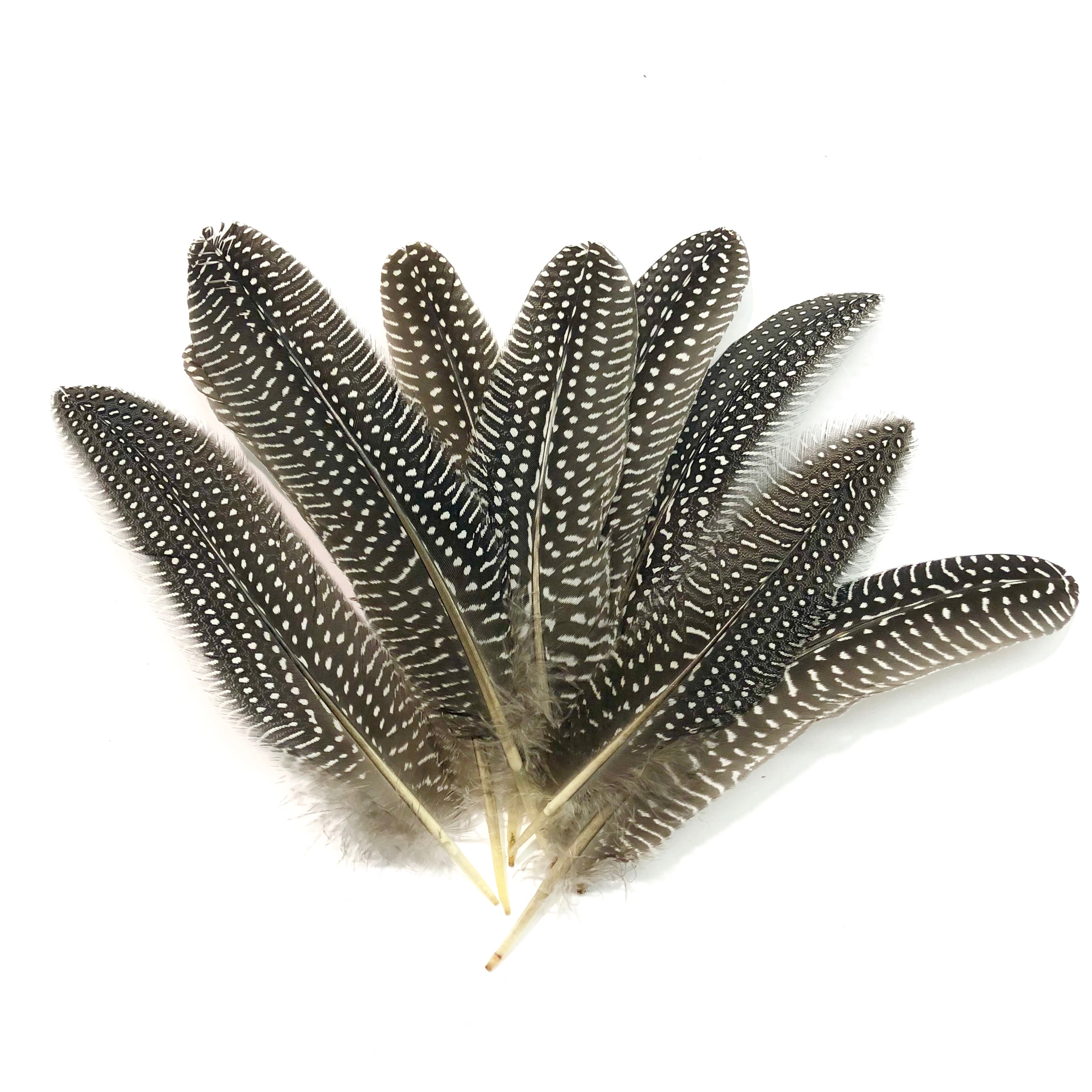 12 Natural Guinea Fowl Feathers For Fly Tying – 16-20cm Length