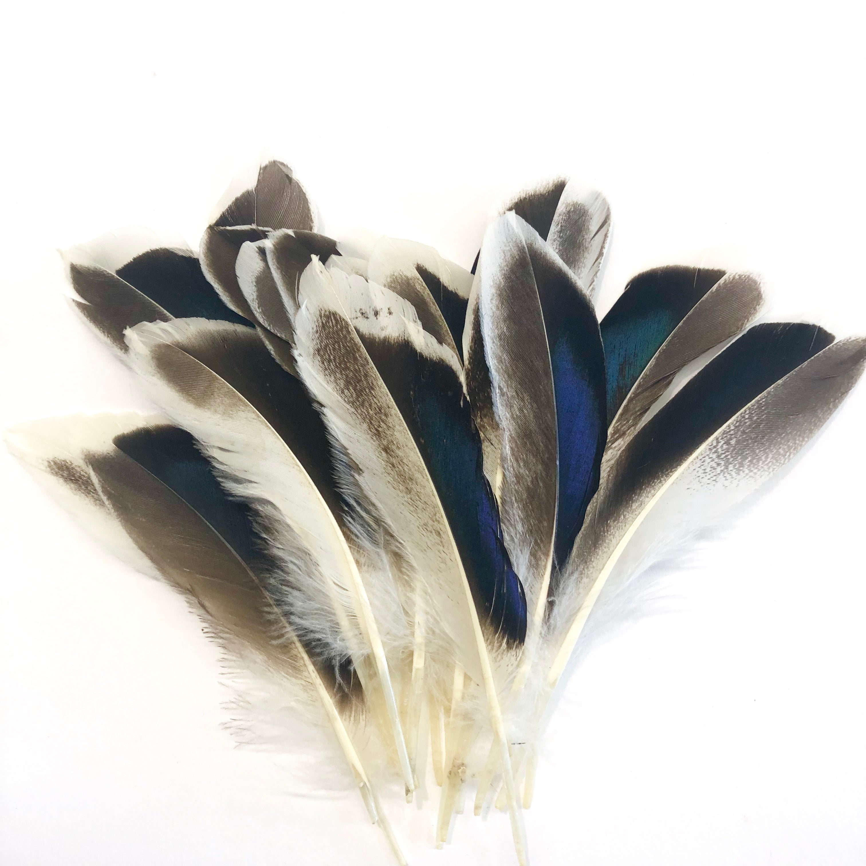 Natural Mallard Duck Wing Feathers x 10 pcs ( Style 1 )