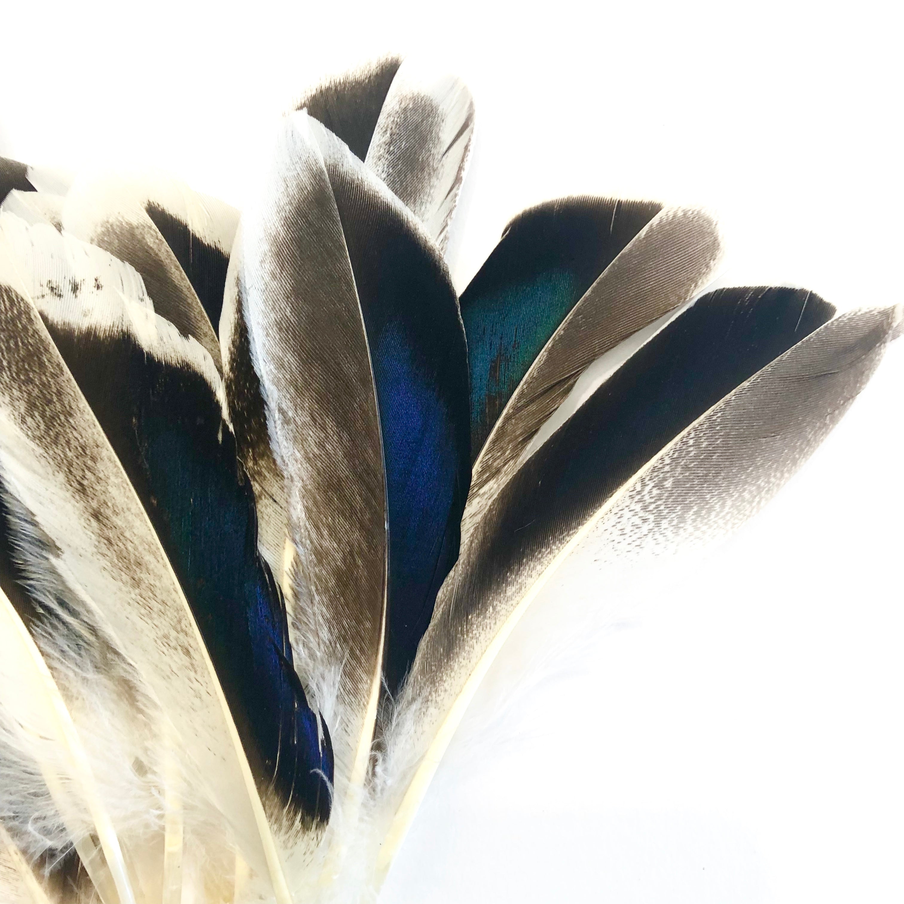 Natural Mallard Duck Wing Feathers x 10 pcs