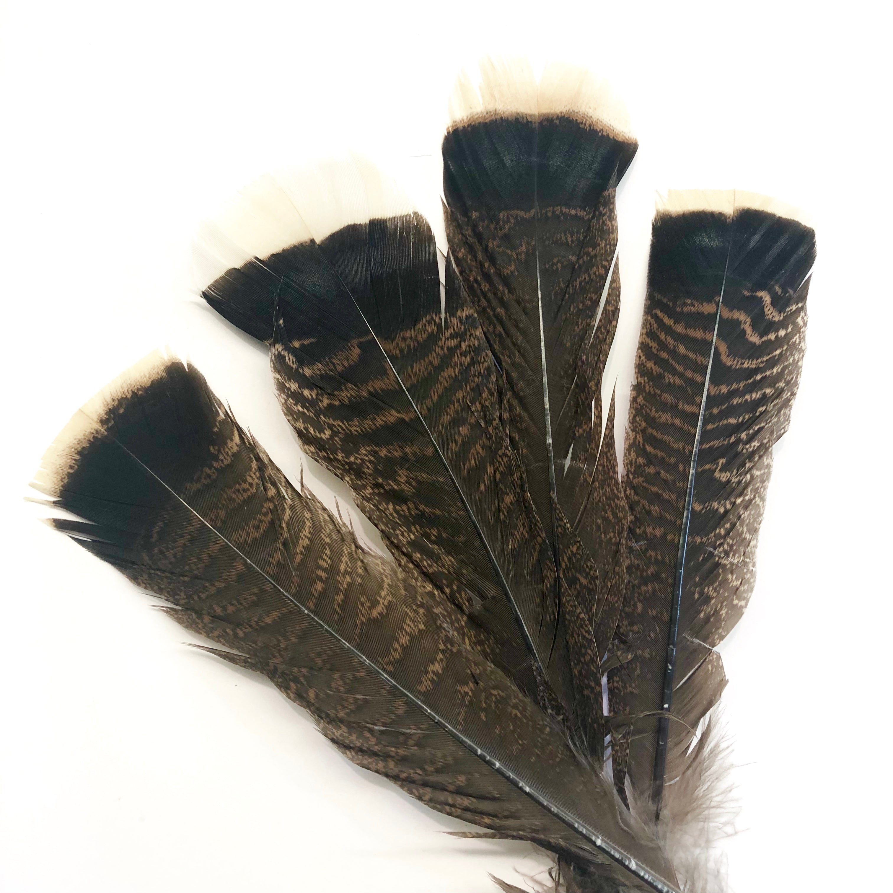 Bronze Natural Turkey Tail Feather 25-35cm ((SECONDS))