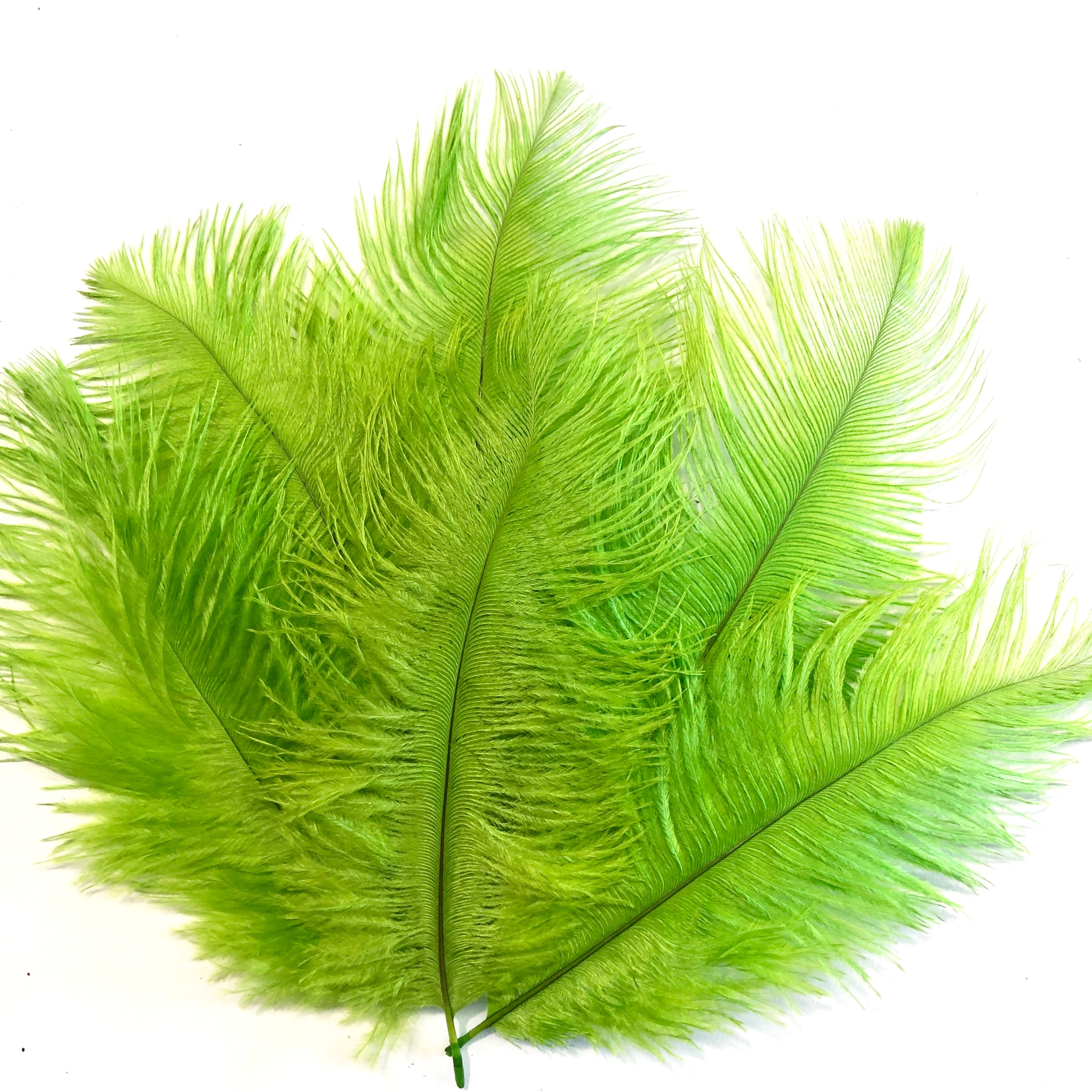 Ostrich Feather Drab 6-15cm x 20 - Lime Green