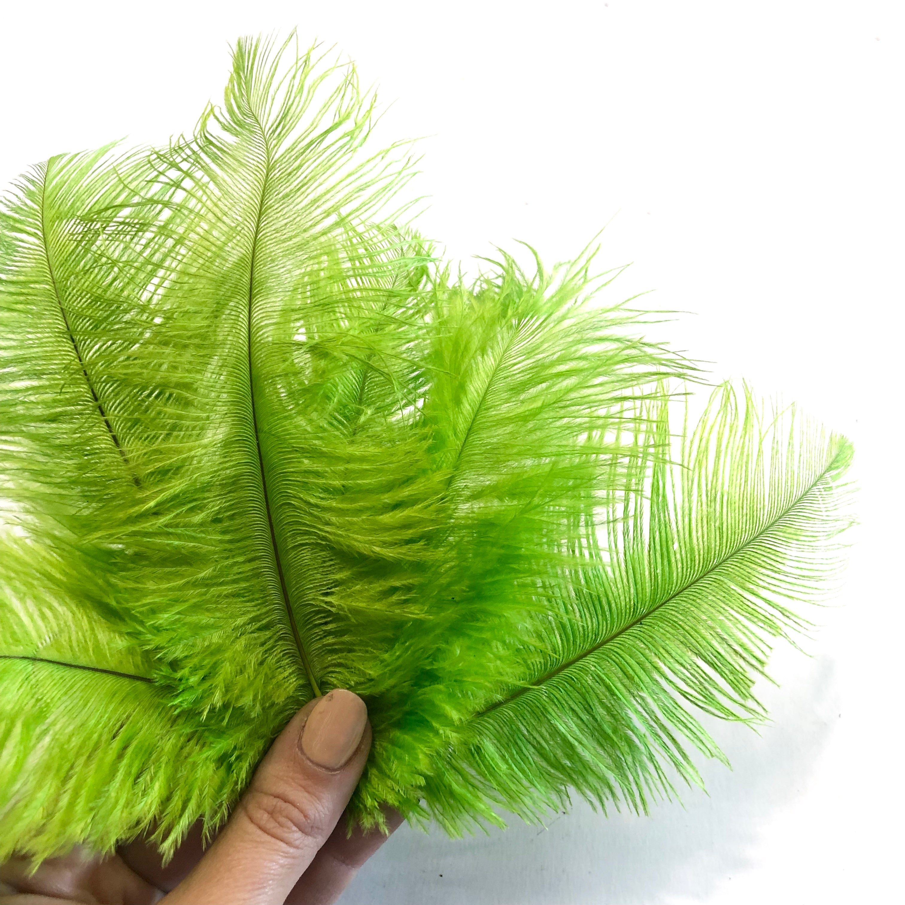 Ostrich Feather Drab 6-15cm x 20 - Lime Green