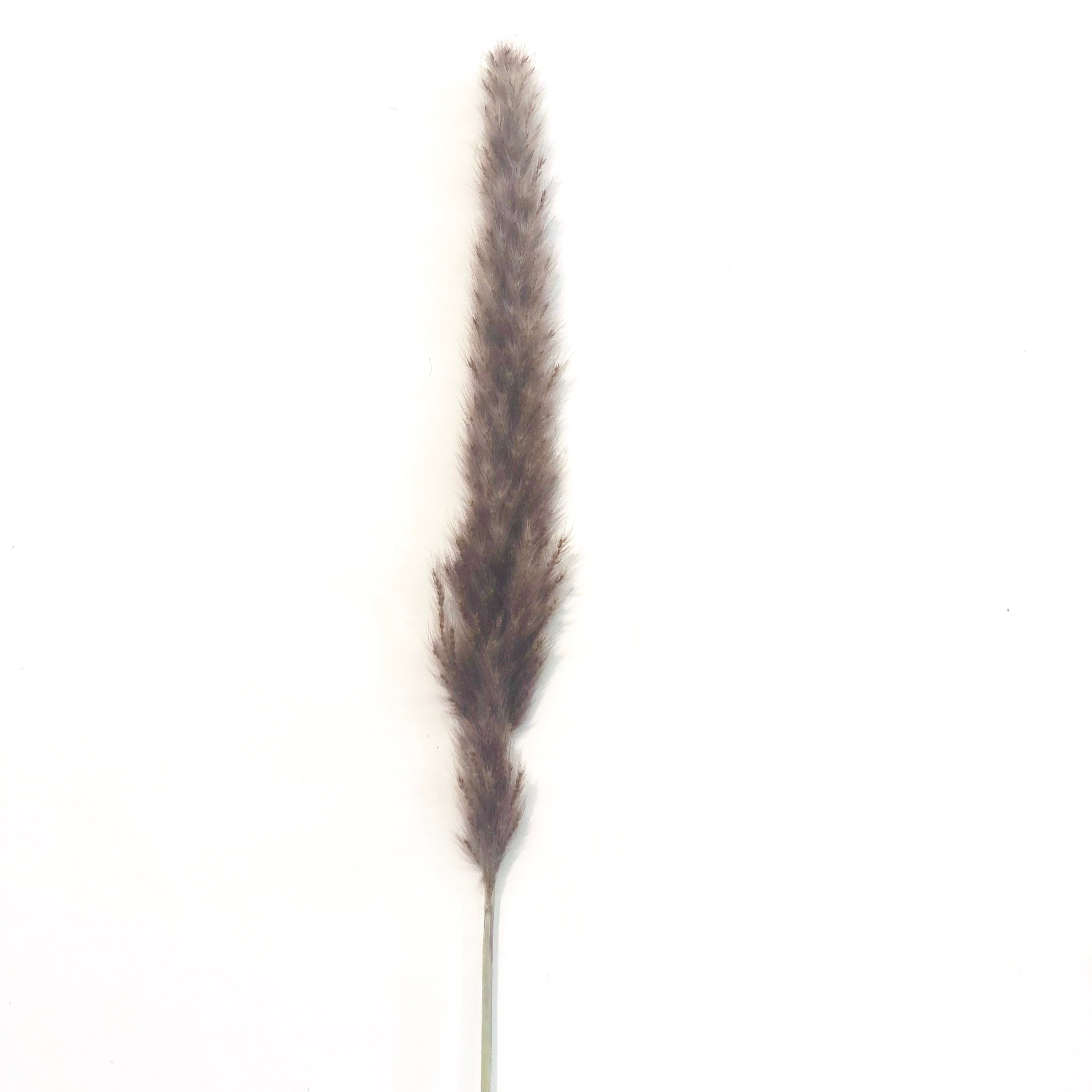 Dried Reed Blady Flower Grass 40-50cm Stem - Brown