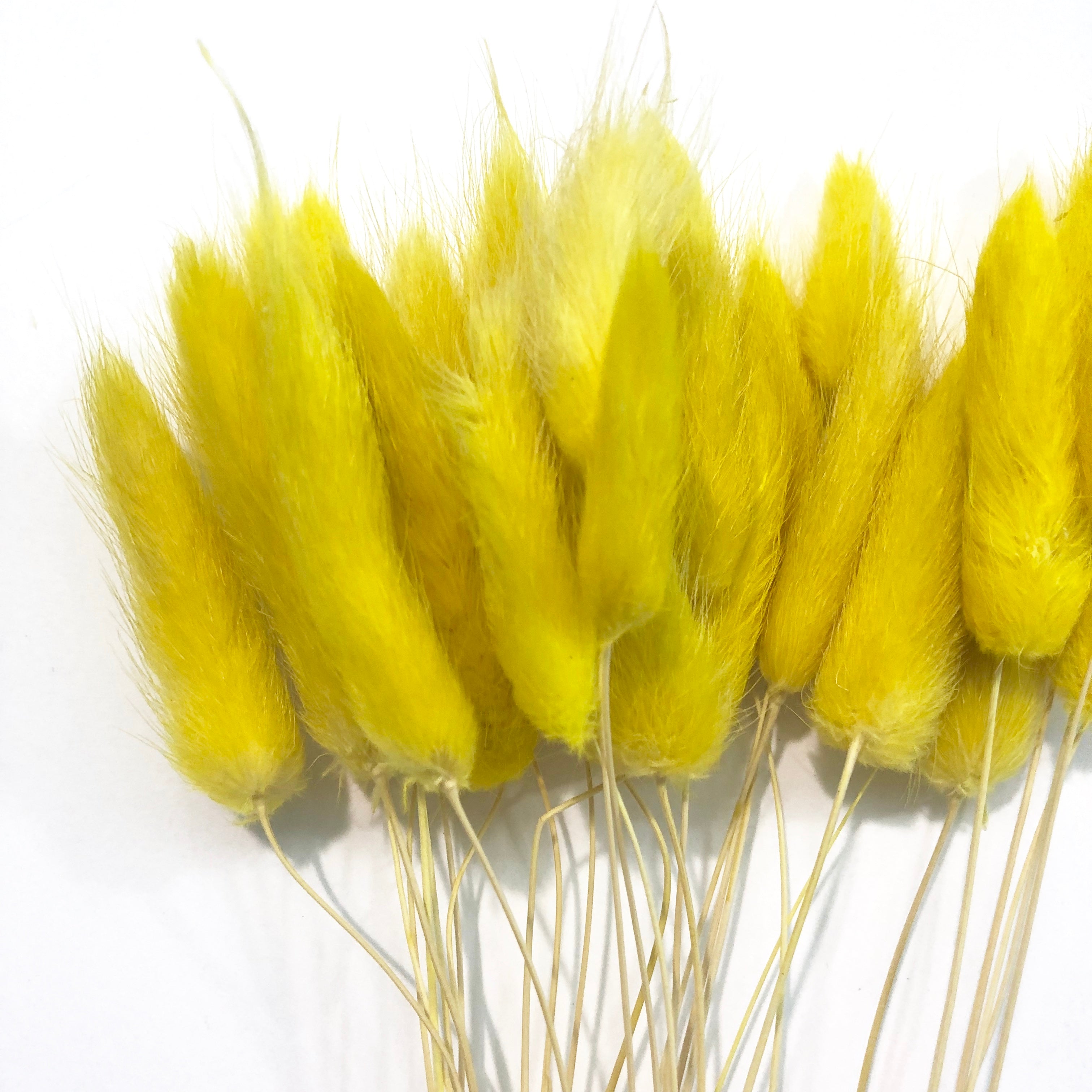 Natural Dried Rabbit Tail Grass Flower Stem Bunch - Yellow