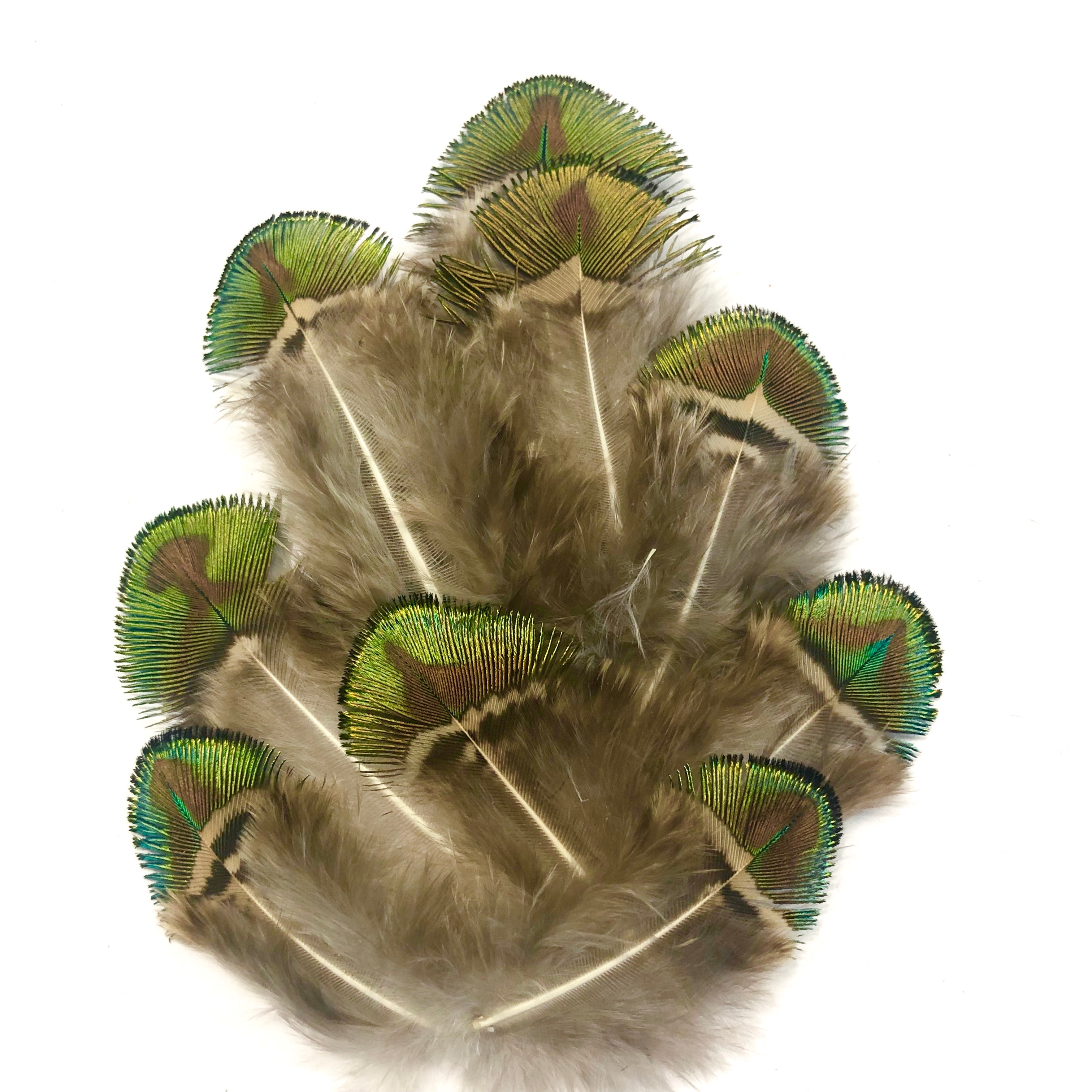 Feather Shell Natural Feathers | Buy Natural Feathers Online At Feather.com.au – Page 2