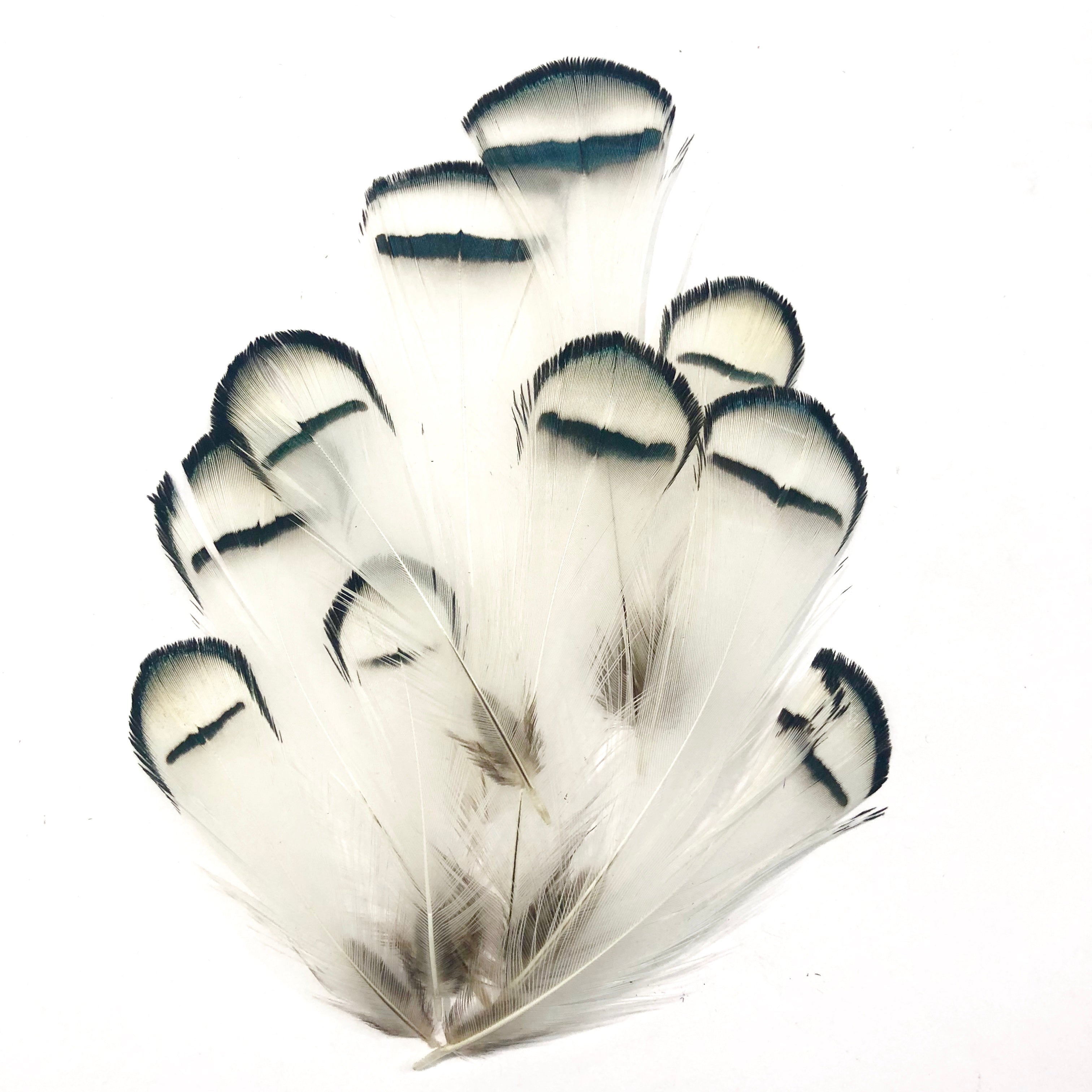 Natural White Lady Amherst Pheasant Feather Plumage x 10pcs