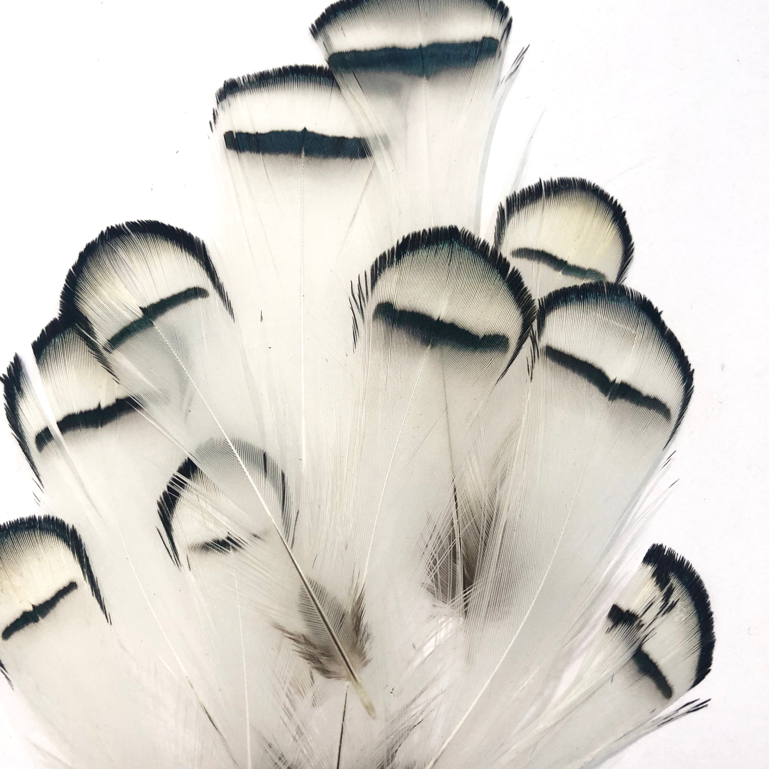 Natural White Lady Amherst Pheasant Feather Plumage x 10pcs