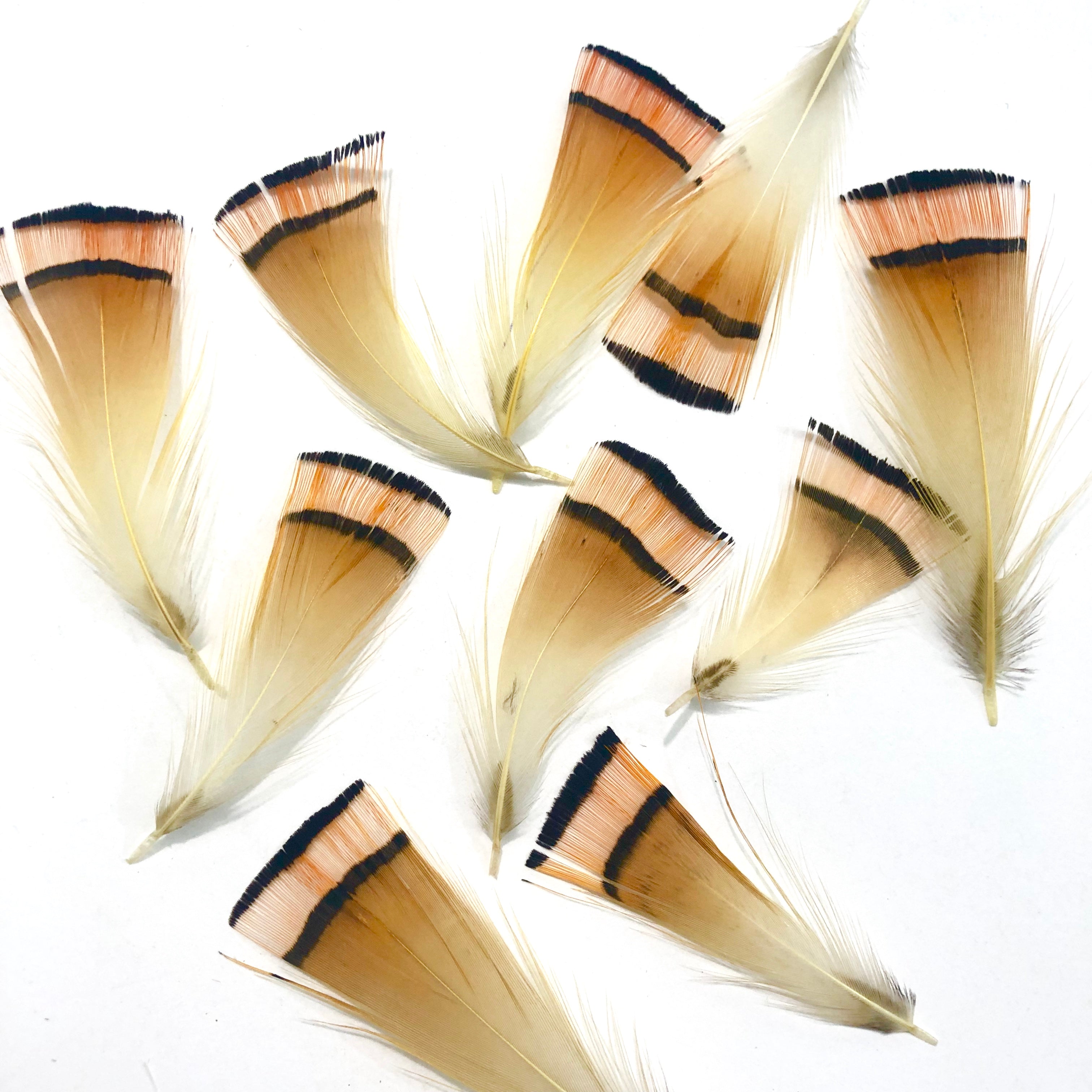 Natural Golden Cape Pheasant Feather Plumage x 10pcs