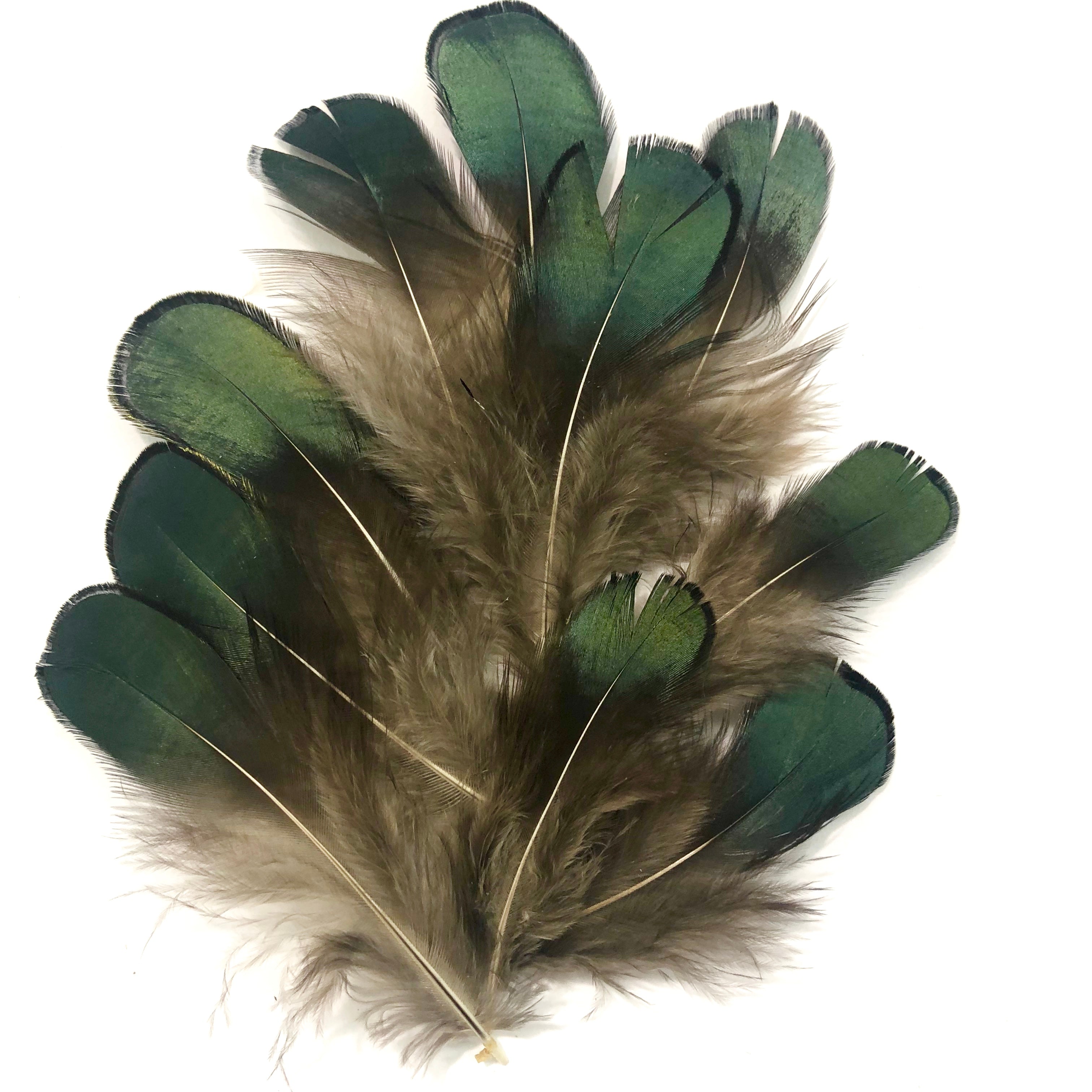 Natural Lady Amherst Jewel Pheasant Feather Plumage x 10pcs
