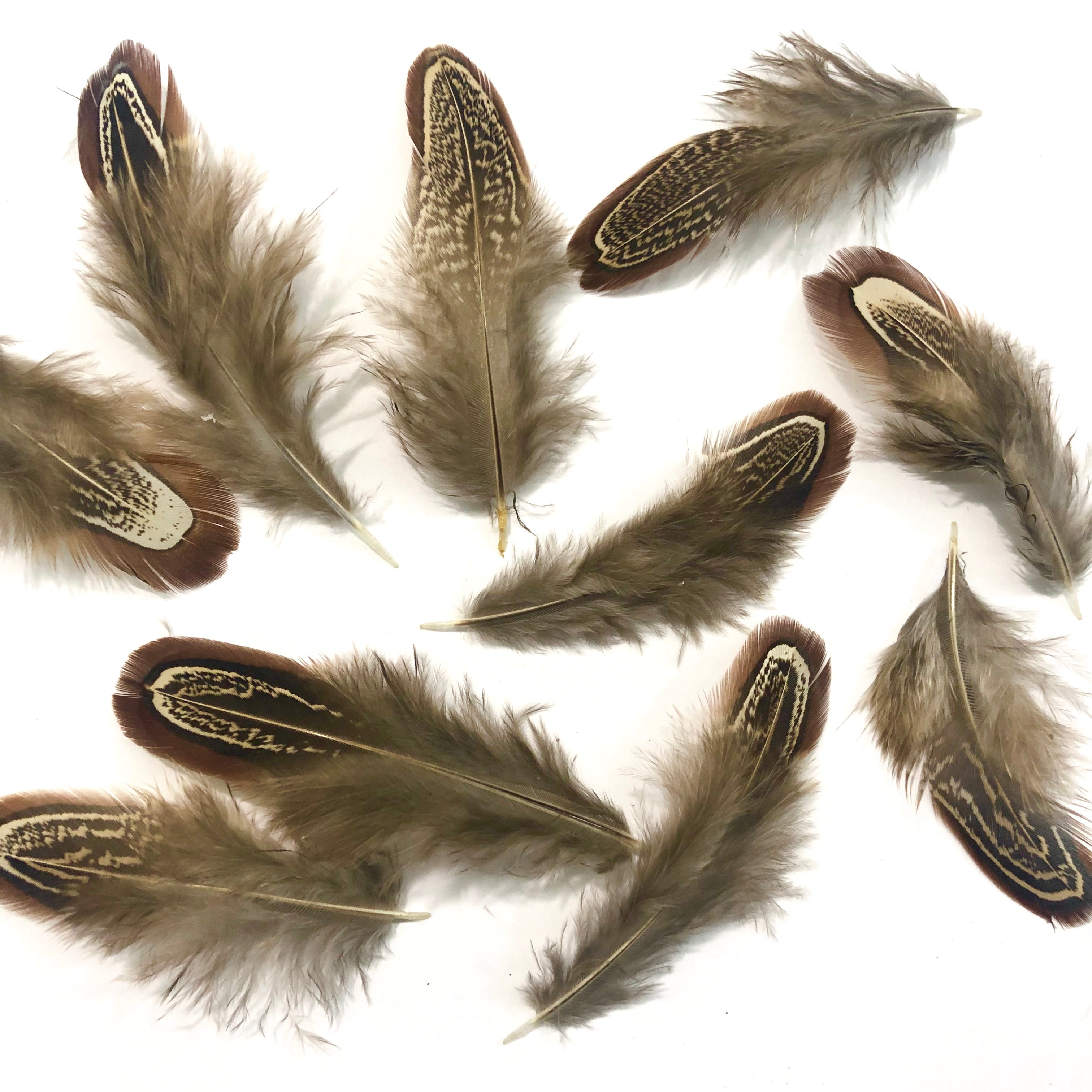 Natural Almond Male Ringneck Pheasant Feather Plumage x 10pcs