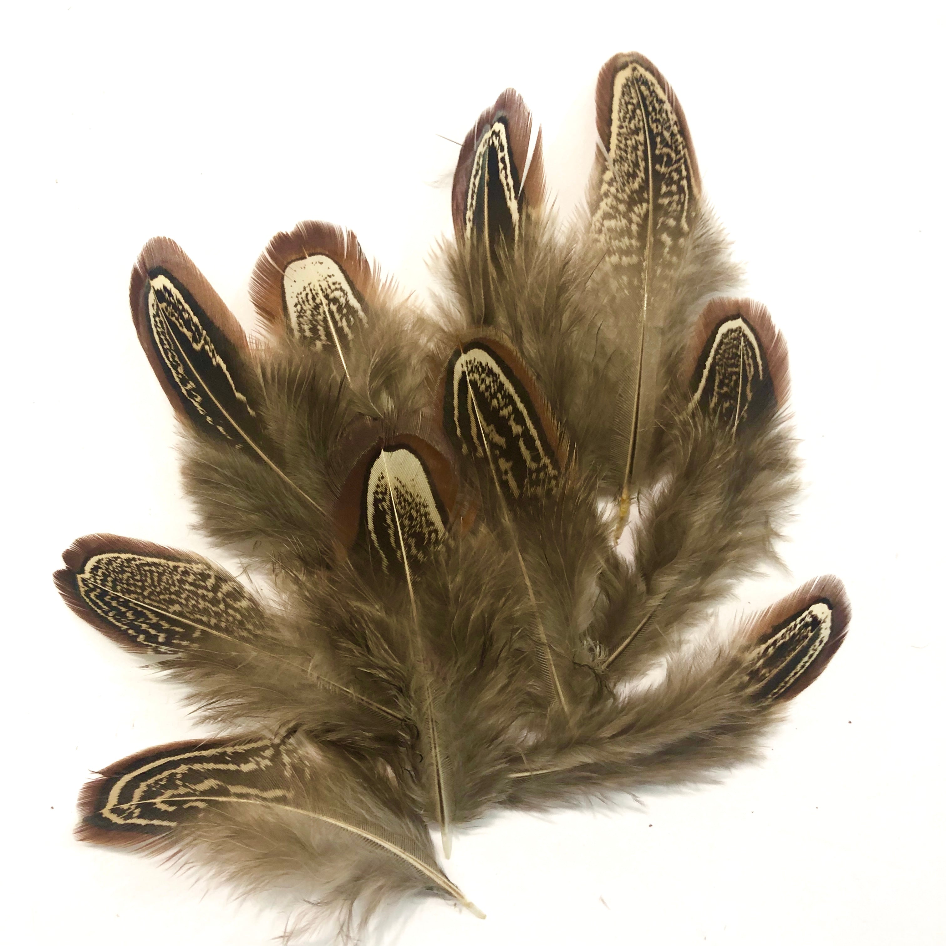 Natural Almond Male Ringneck Pheasant Feather Plumage x 10pcs