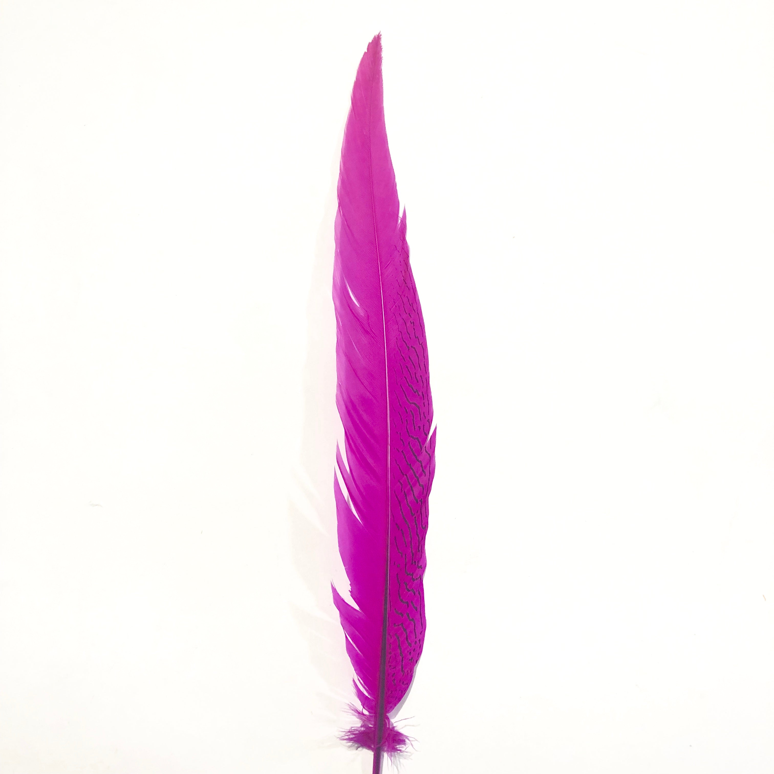 20" to 30" Silver Pheasant Tail Feather - Cerise