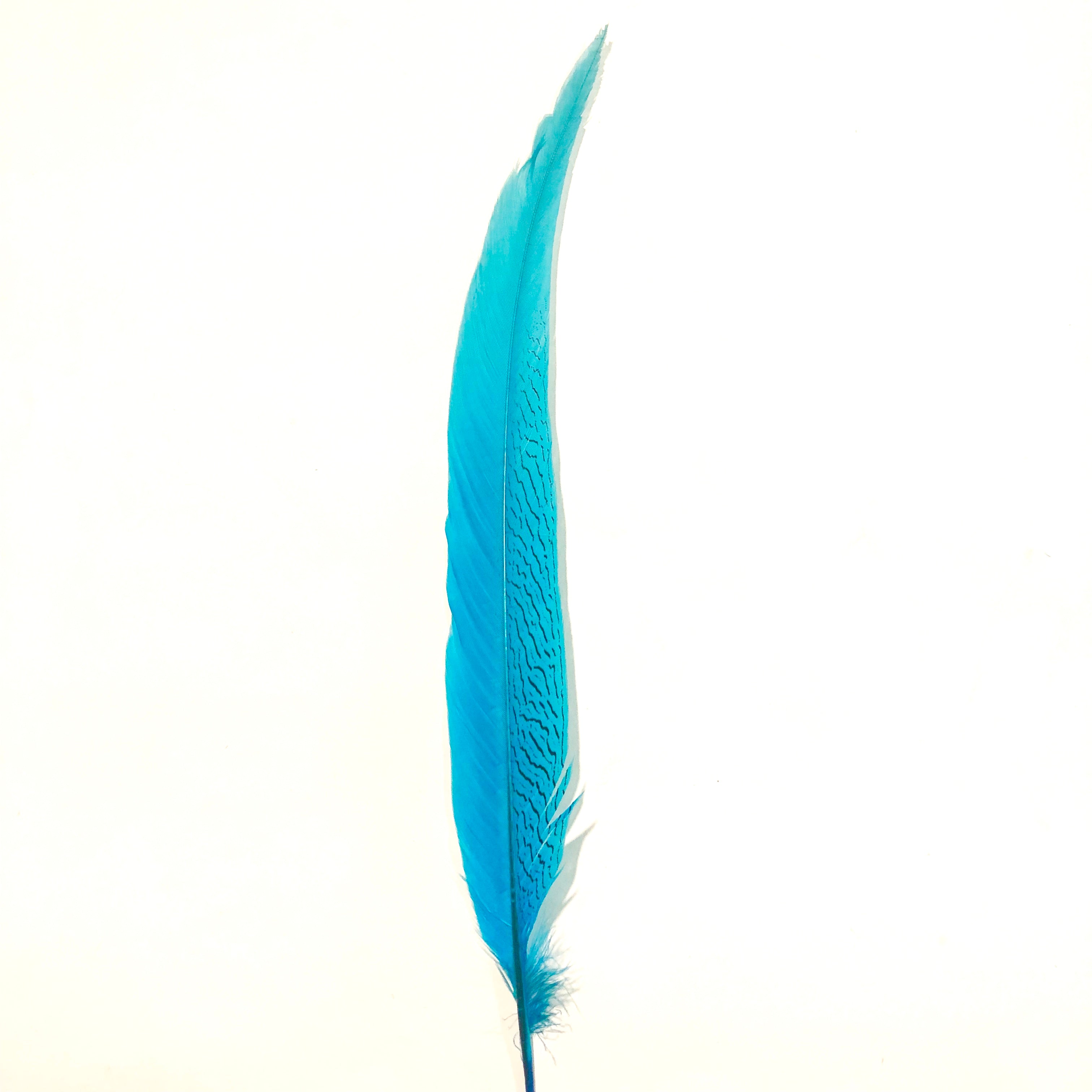20" to 30" Silver Pheasant Tail Feather - Turquoise