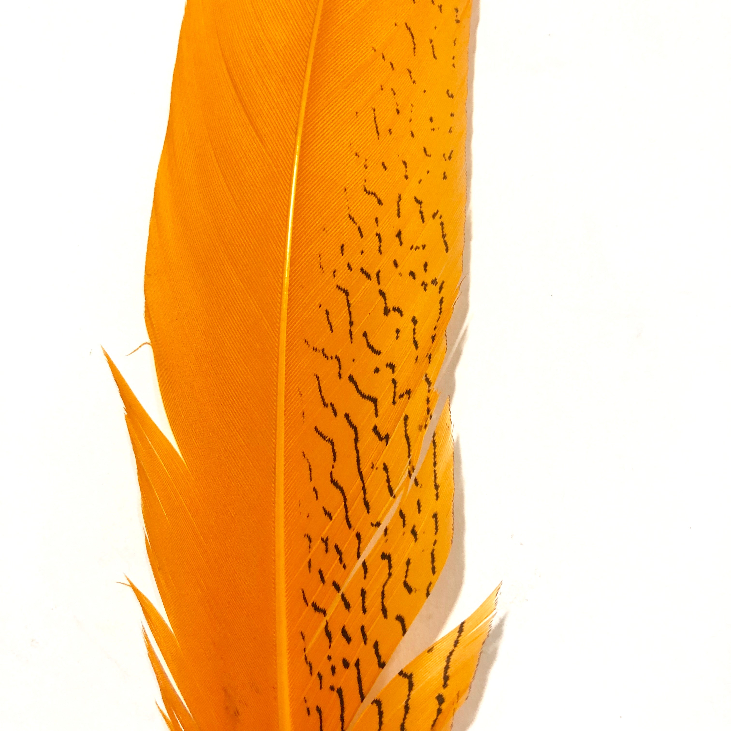 20" to 30" Silver Pheasant Tail Feather - Orange