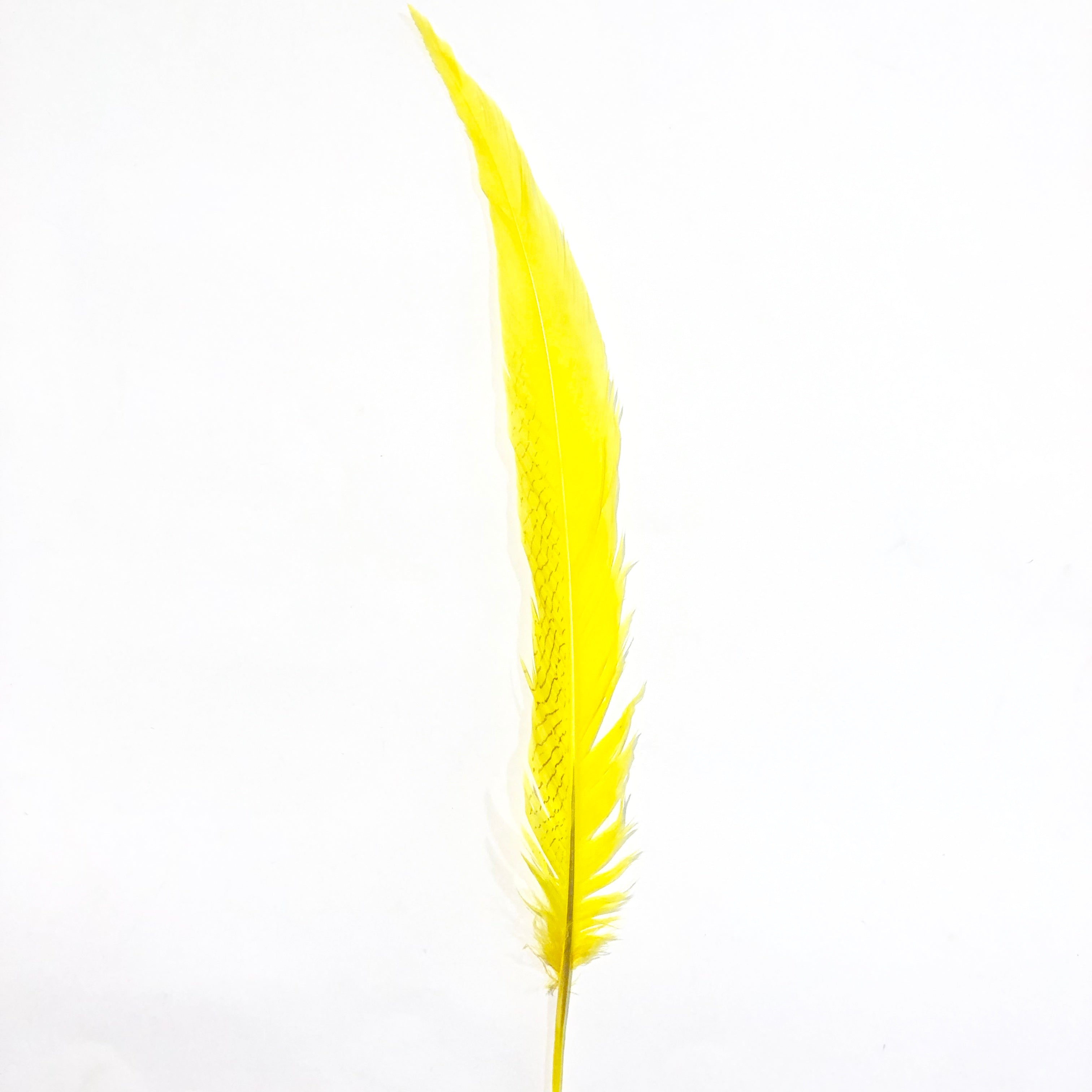 20" to 30" Silver Pheasant Tail Feather - Yellow