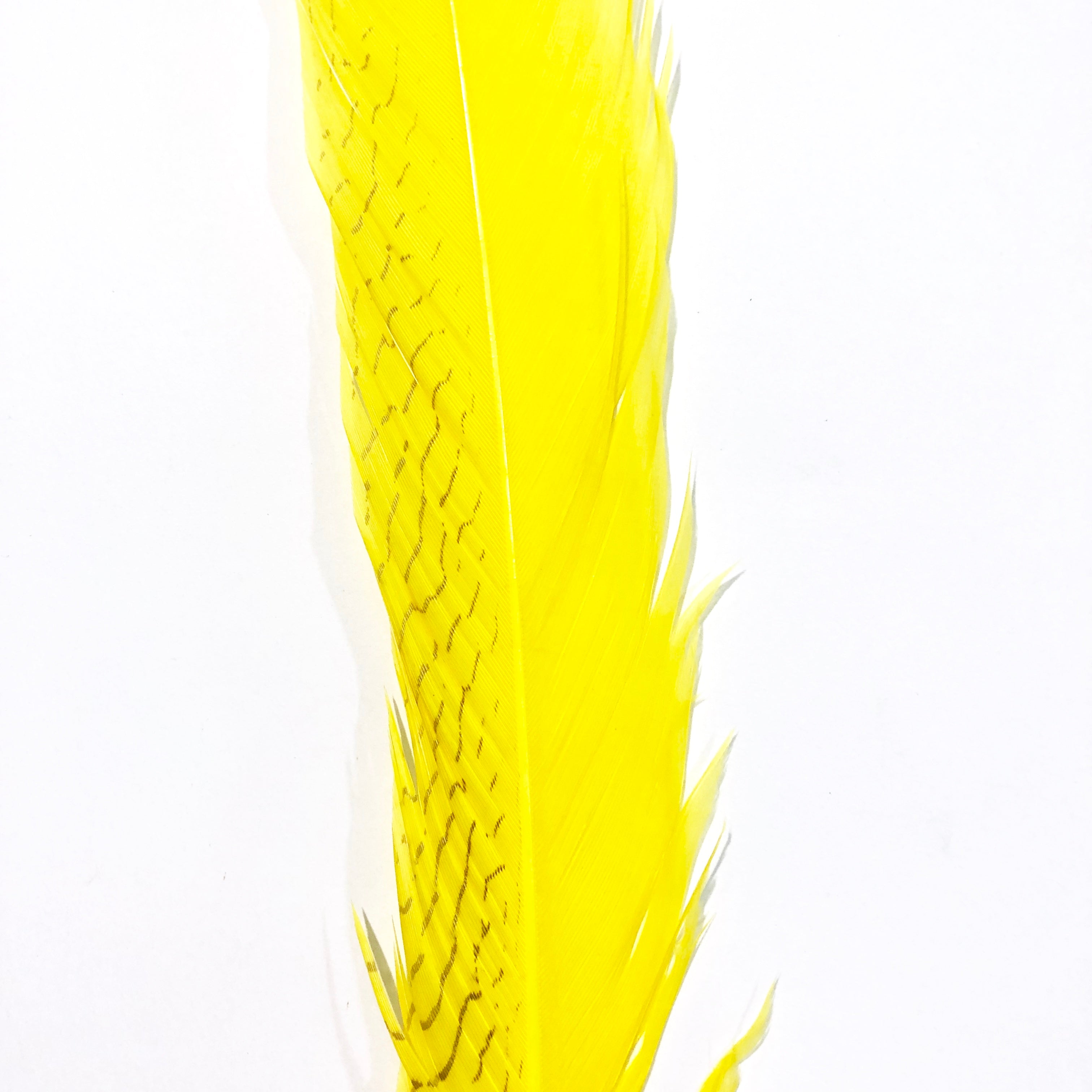 20" to 30" Silver Pheasant Tail Feather - Yellow