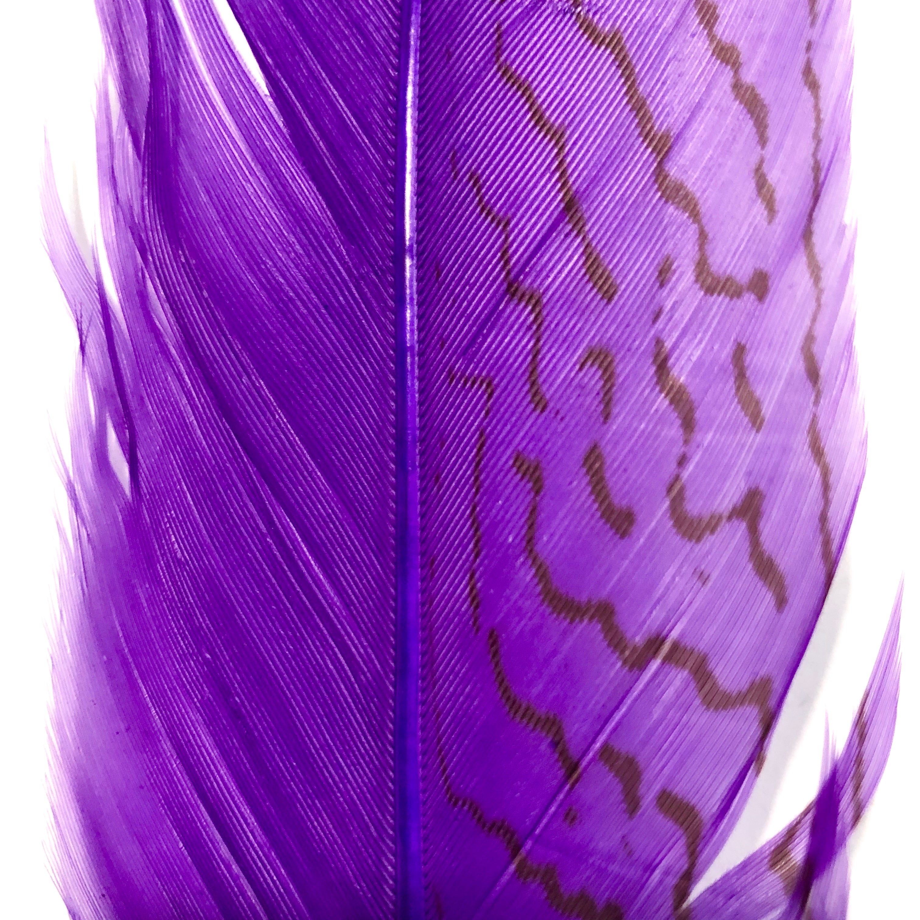 20" to 30" Silver Pheasant Tail Feather - Purple
