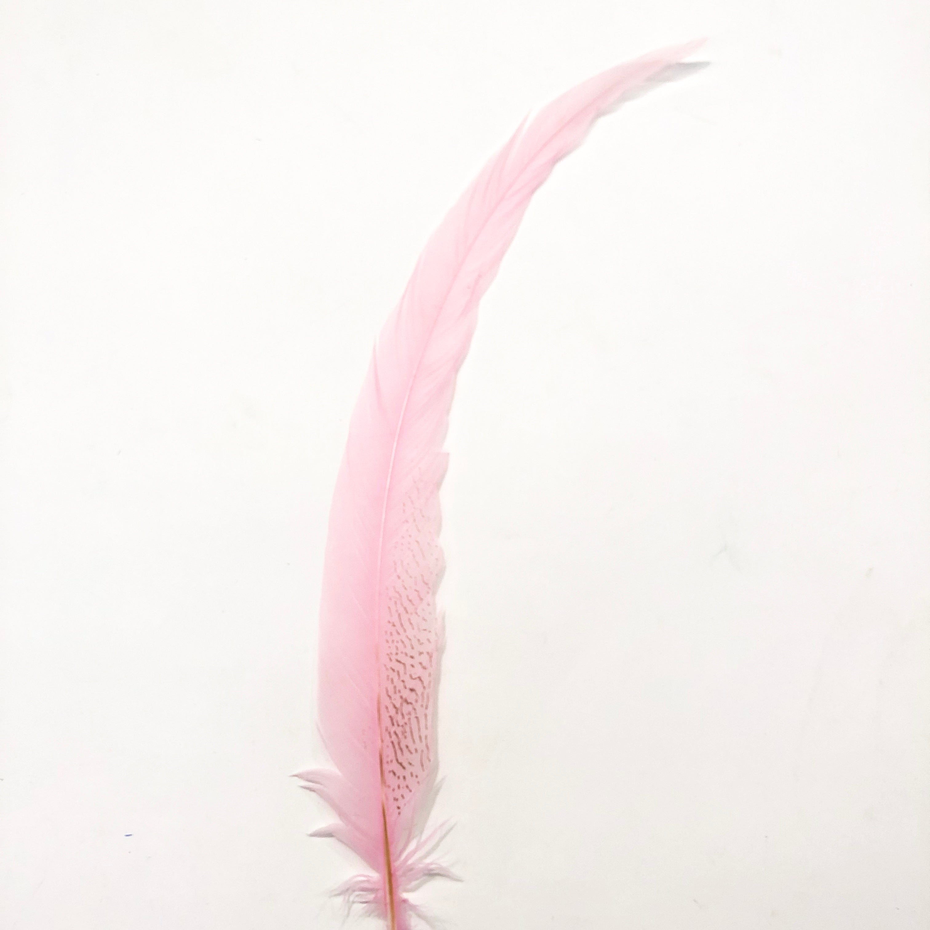 20" to 30" Silver Pheasant Tail Feather - Pink